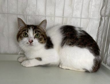 雑種（ミックス猫）・メスの里親募集の写真