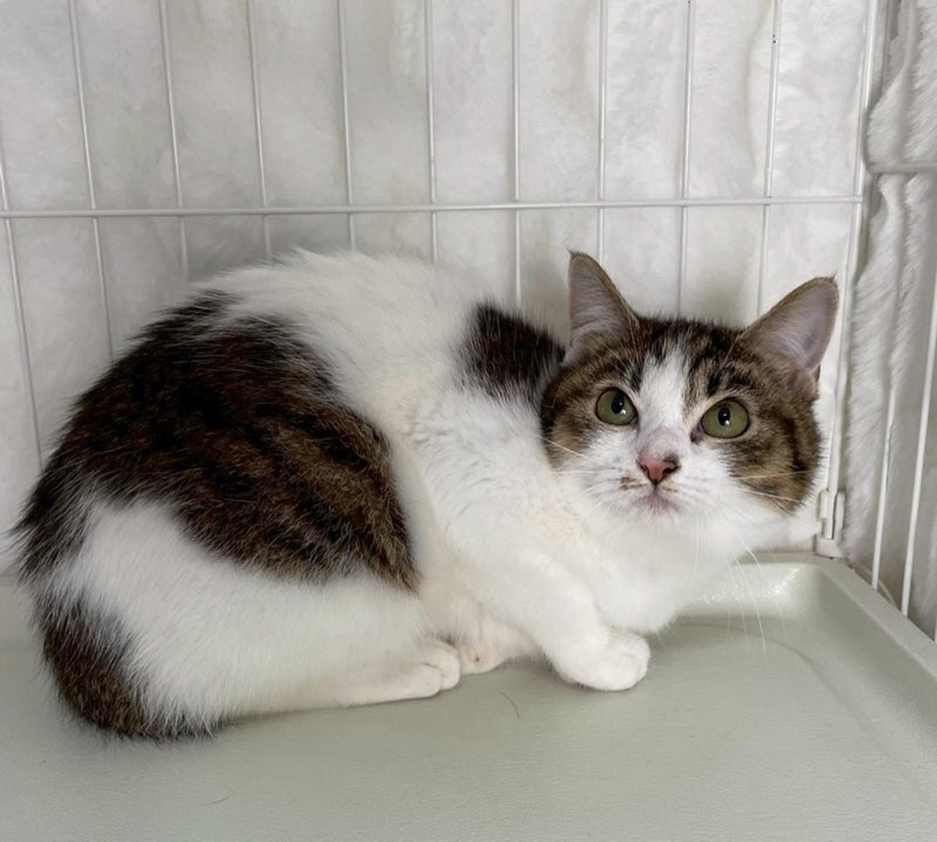 pet-image-2