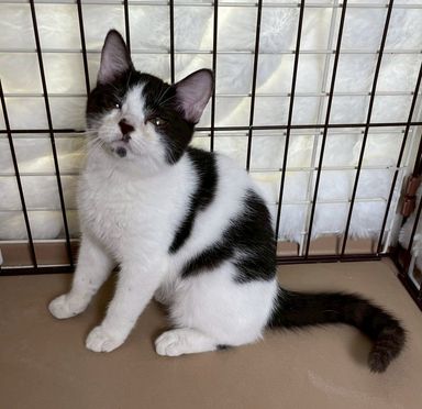 雑種（ミックス猫）・メスの里親募集の写真