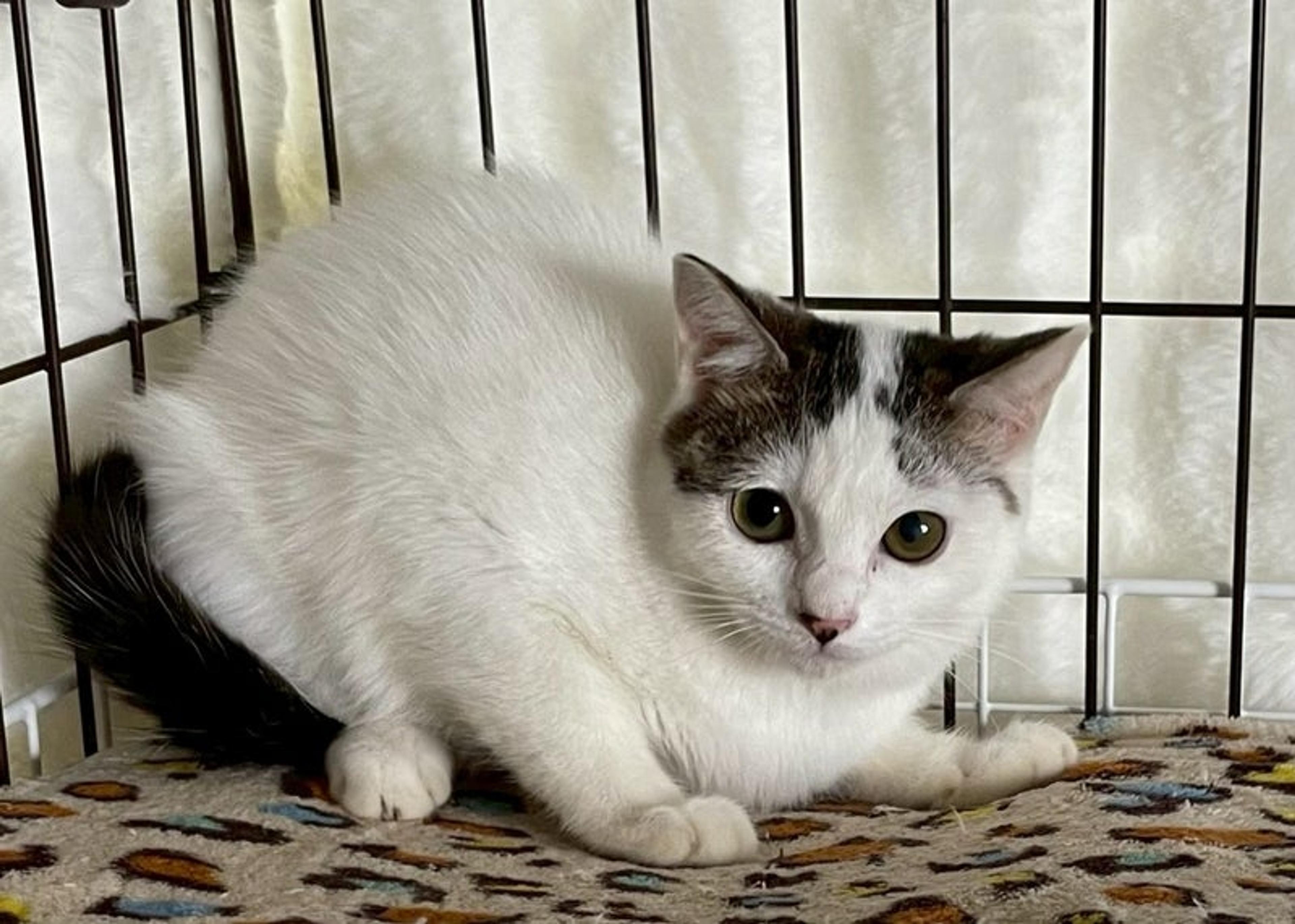 pet-image-2