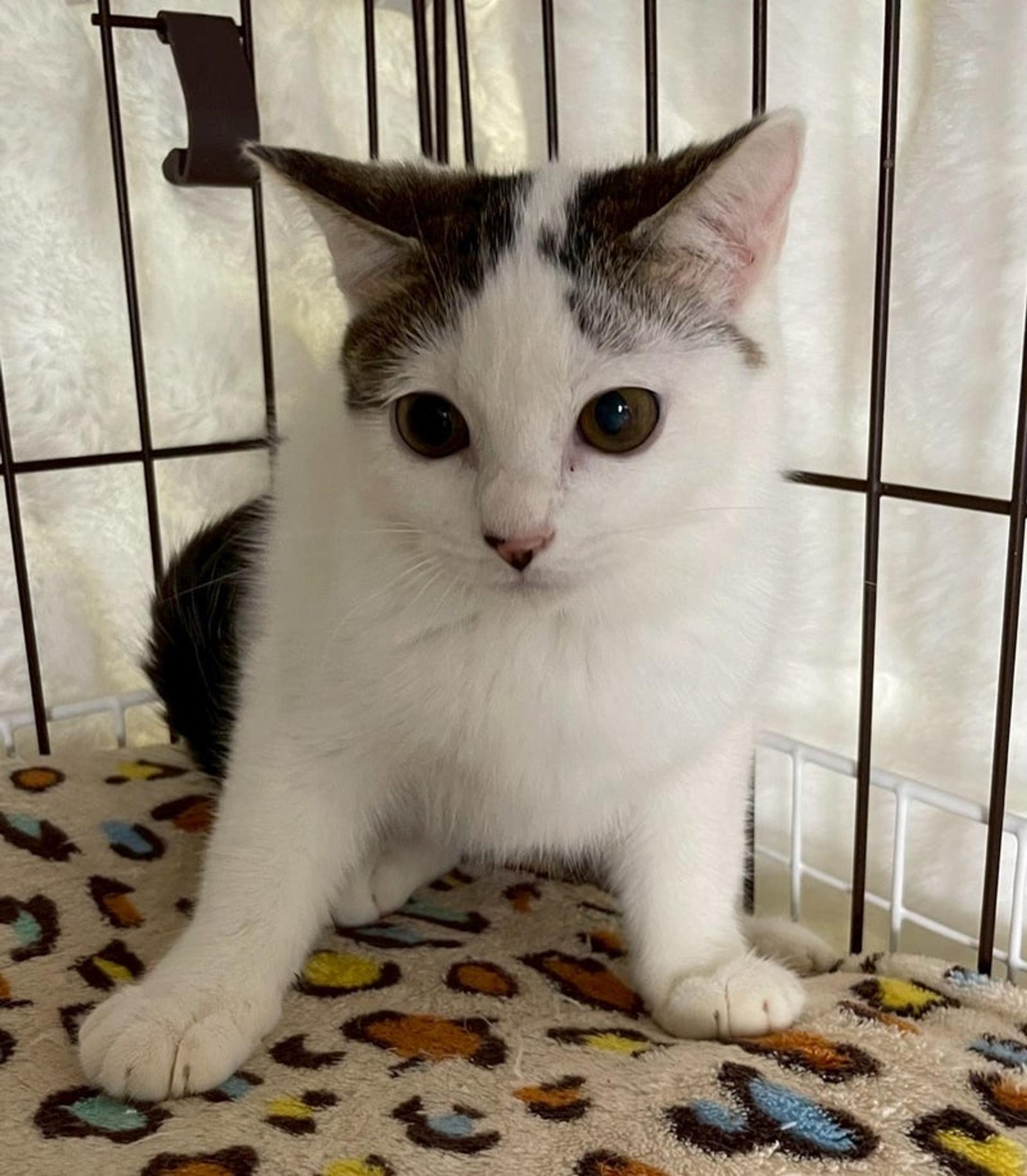 pet-image-3