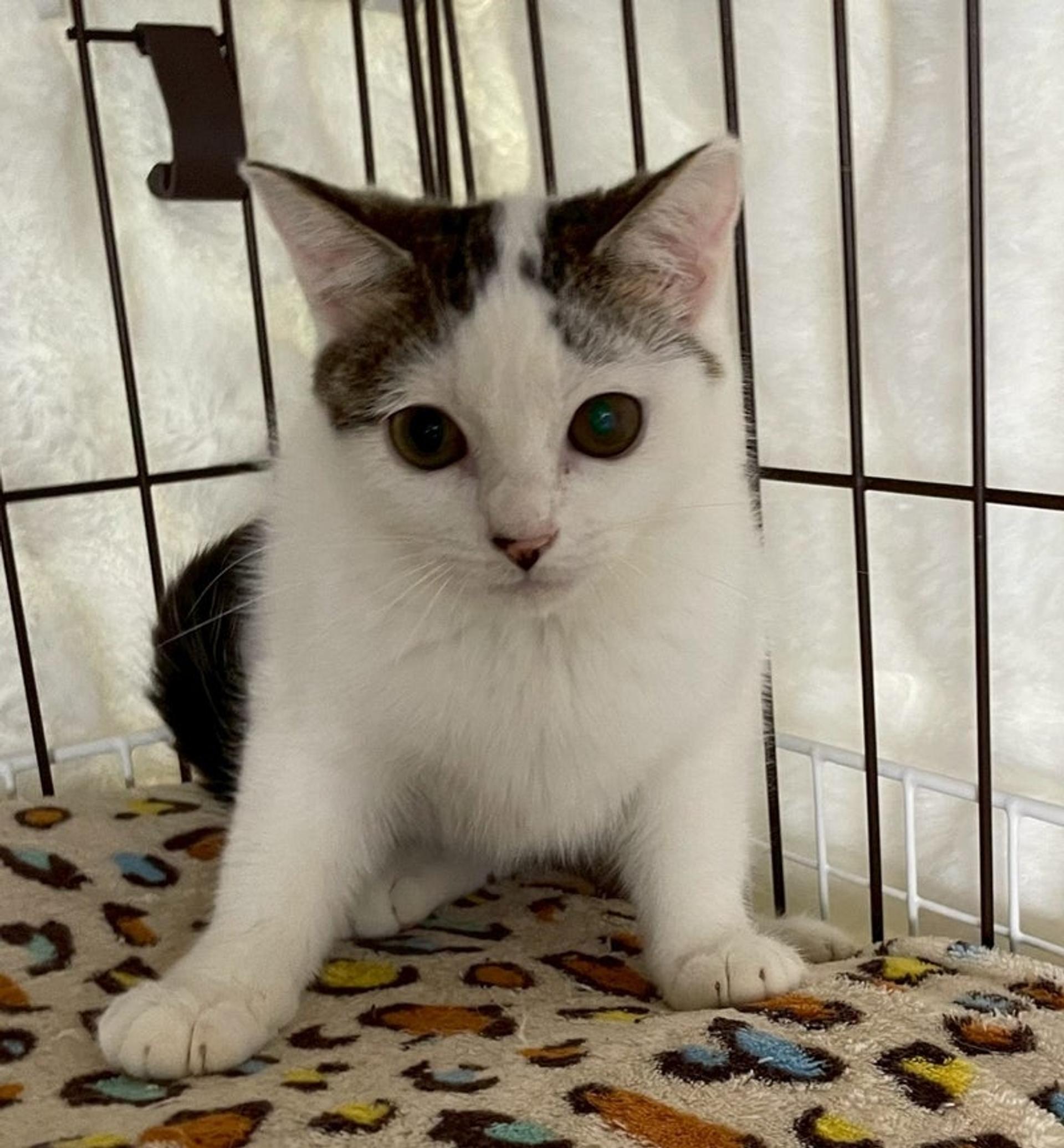 pet-image-4