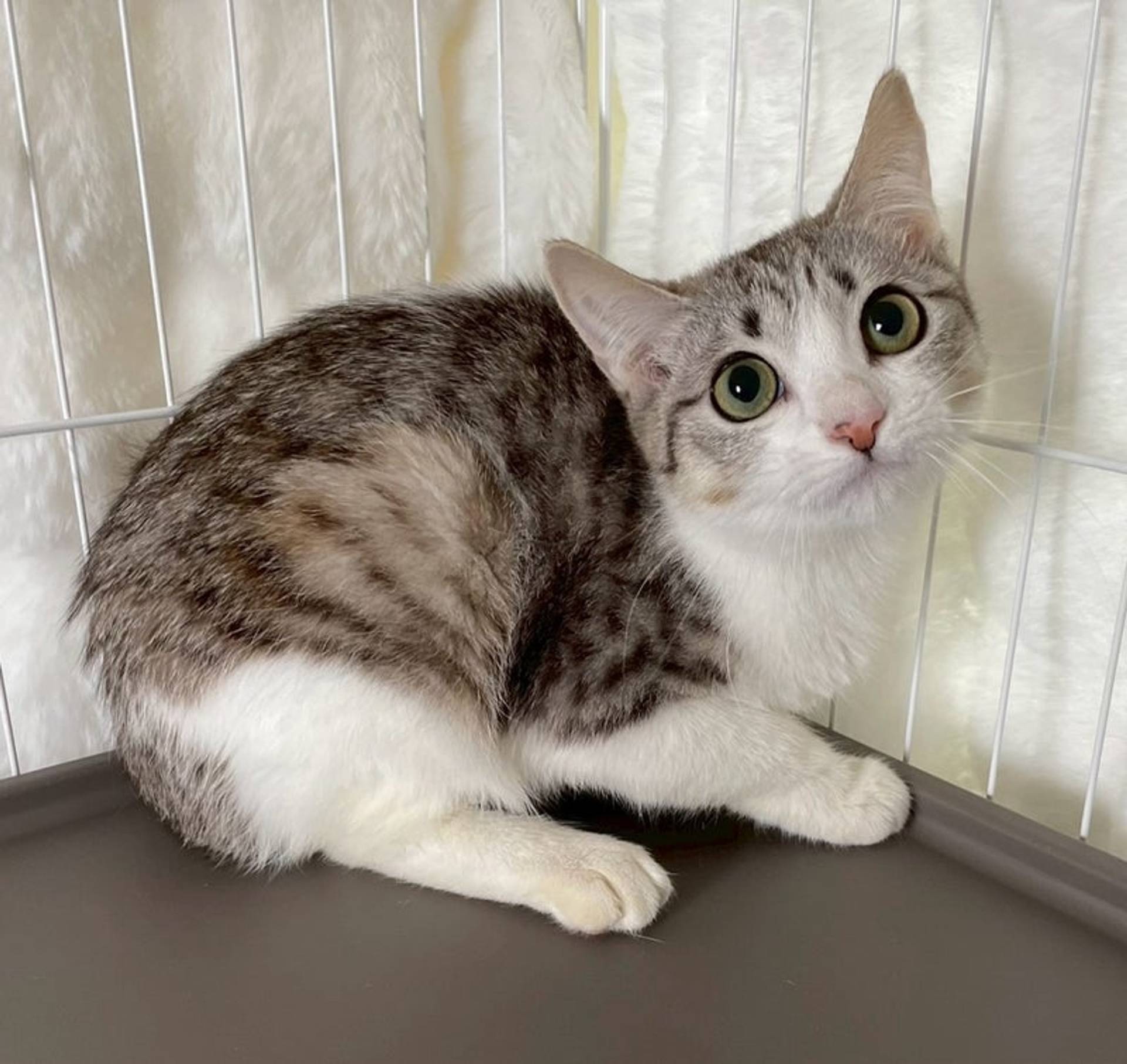 雑種（ミックス猫）・メスの里親募集の写真