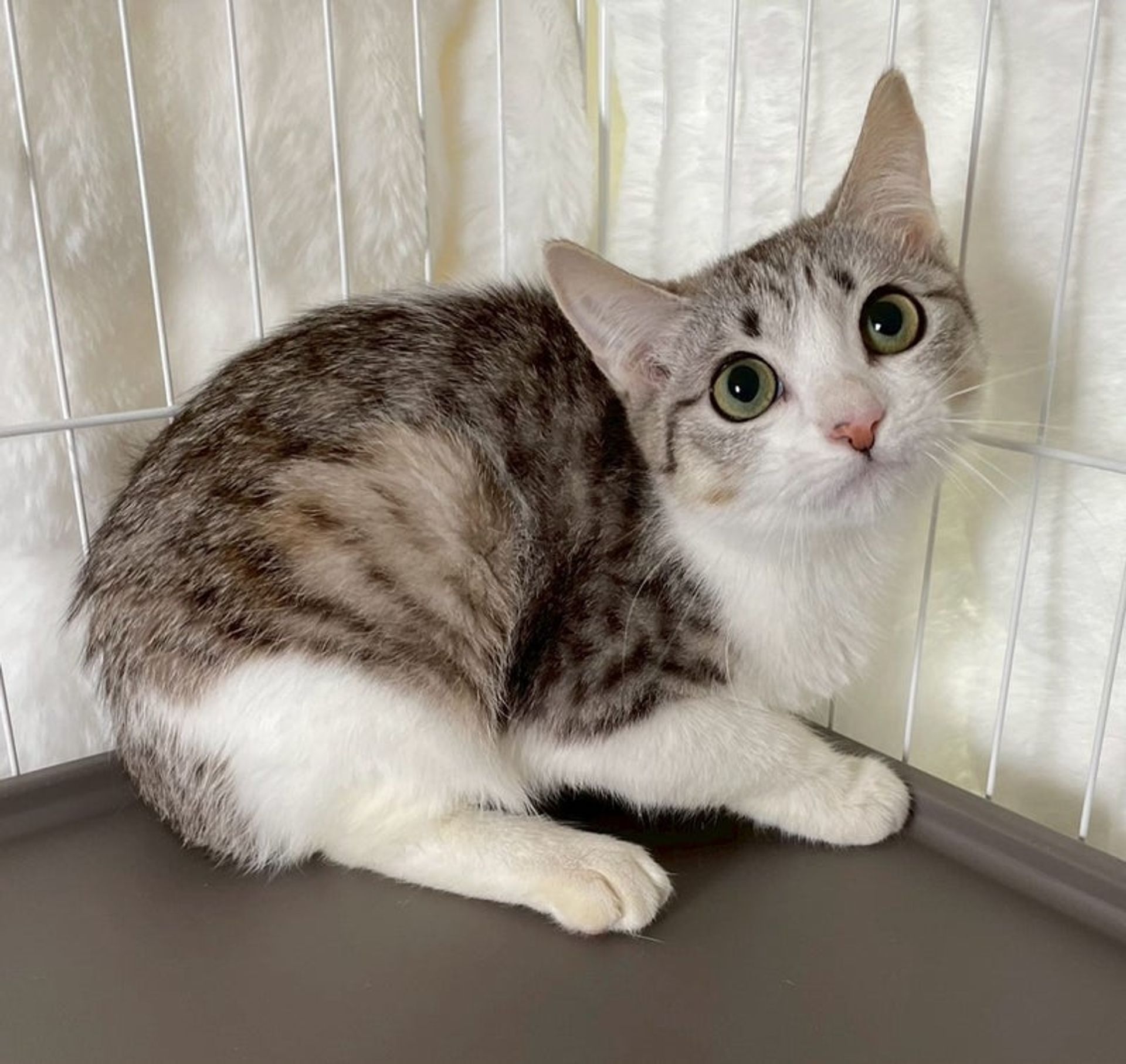 雑種（ミックス猫）・メスの里親募集の写真