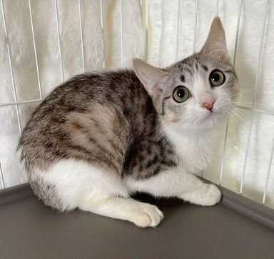 雑種（ミックス猫）・メスの里親募集の写真