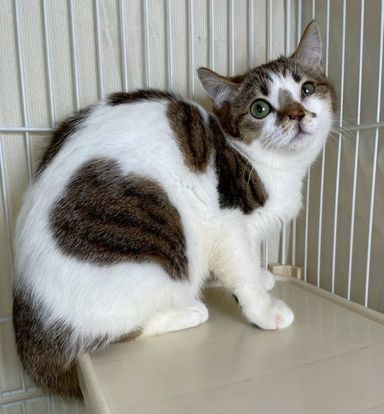 雑種（ミックス猫）・オスの里親募集の写真