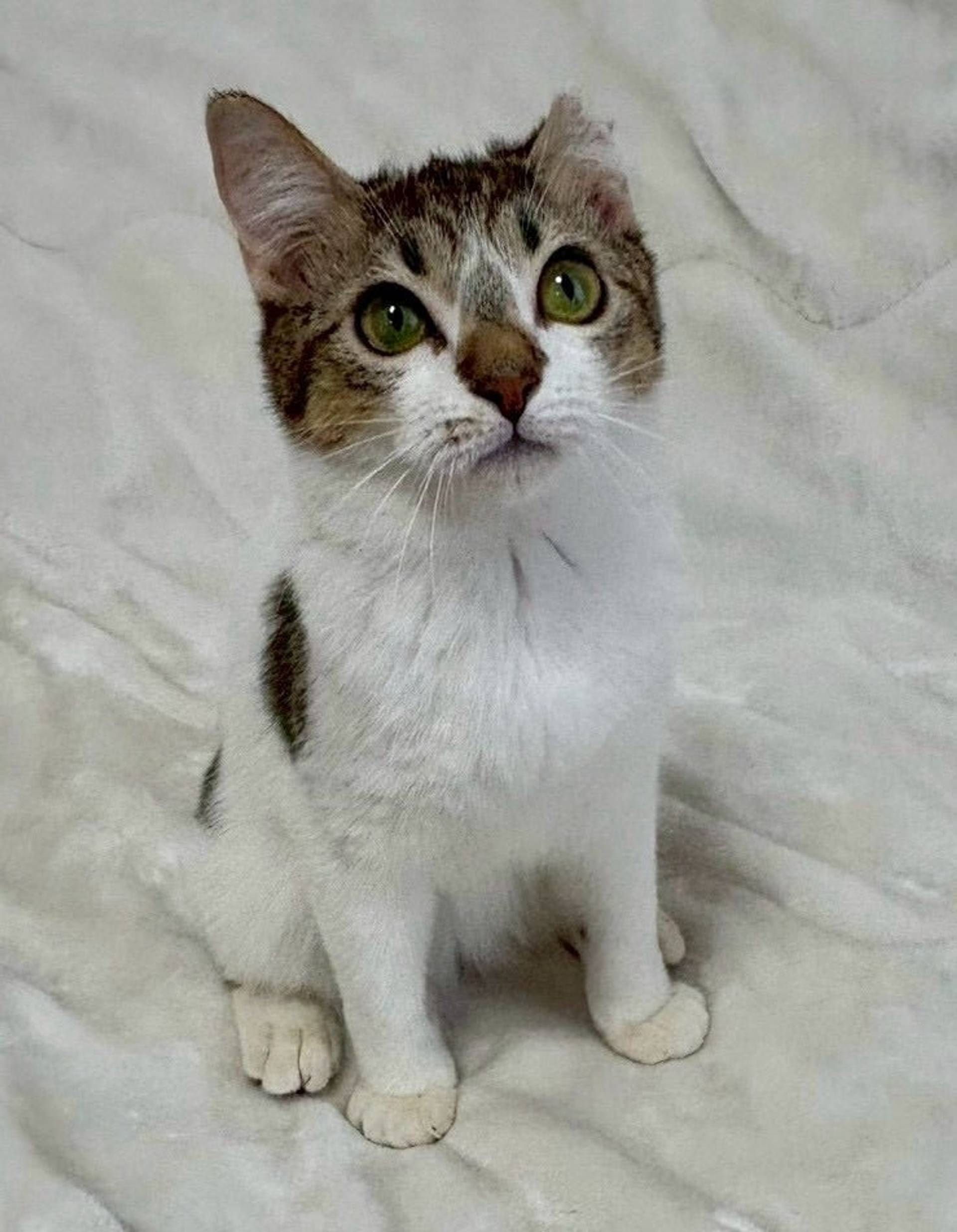 雑種（ミックス猫）・オスの里親募集の写真