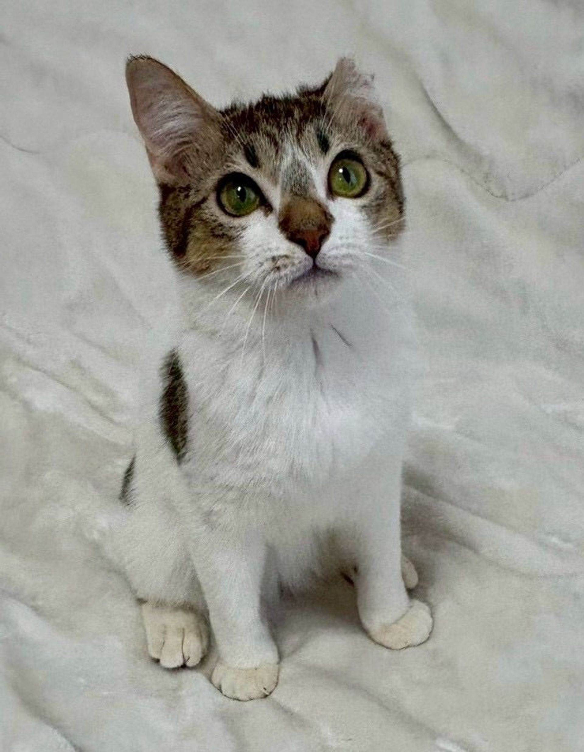 雑種（ミックス猫）・オスの里親募集の写真