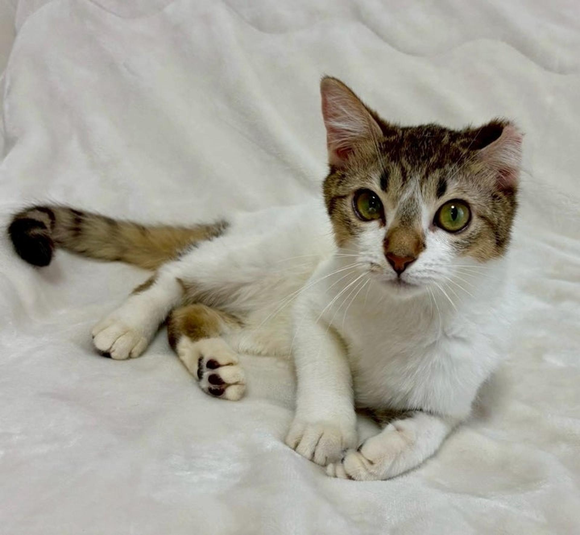 pet-image-2