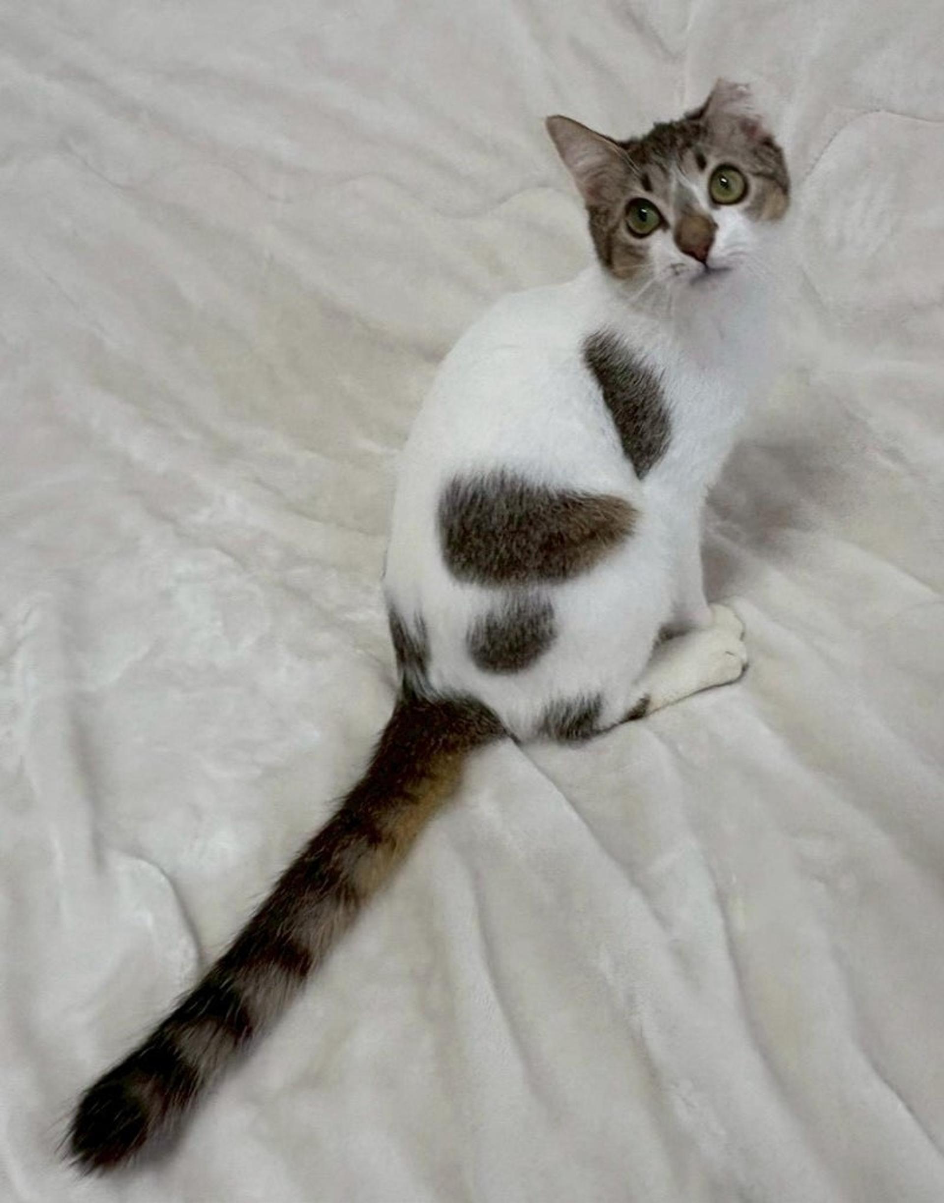 pet-image-4