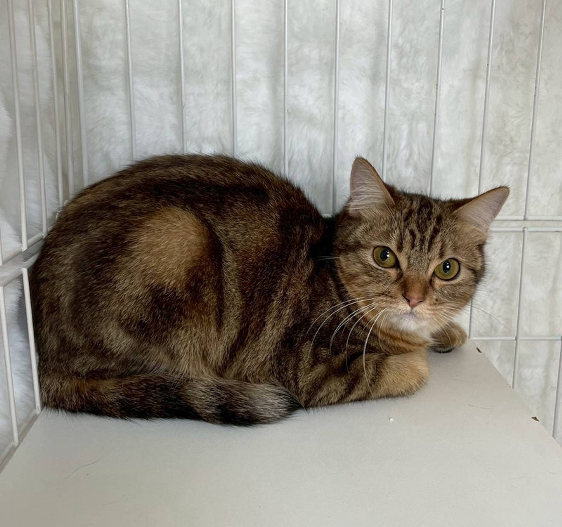 雑種（ミックス猫）・メスの里親募集の写真