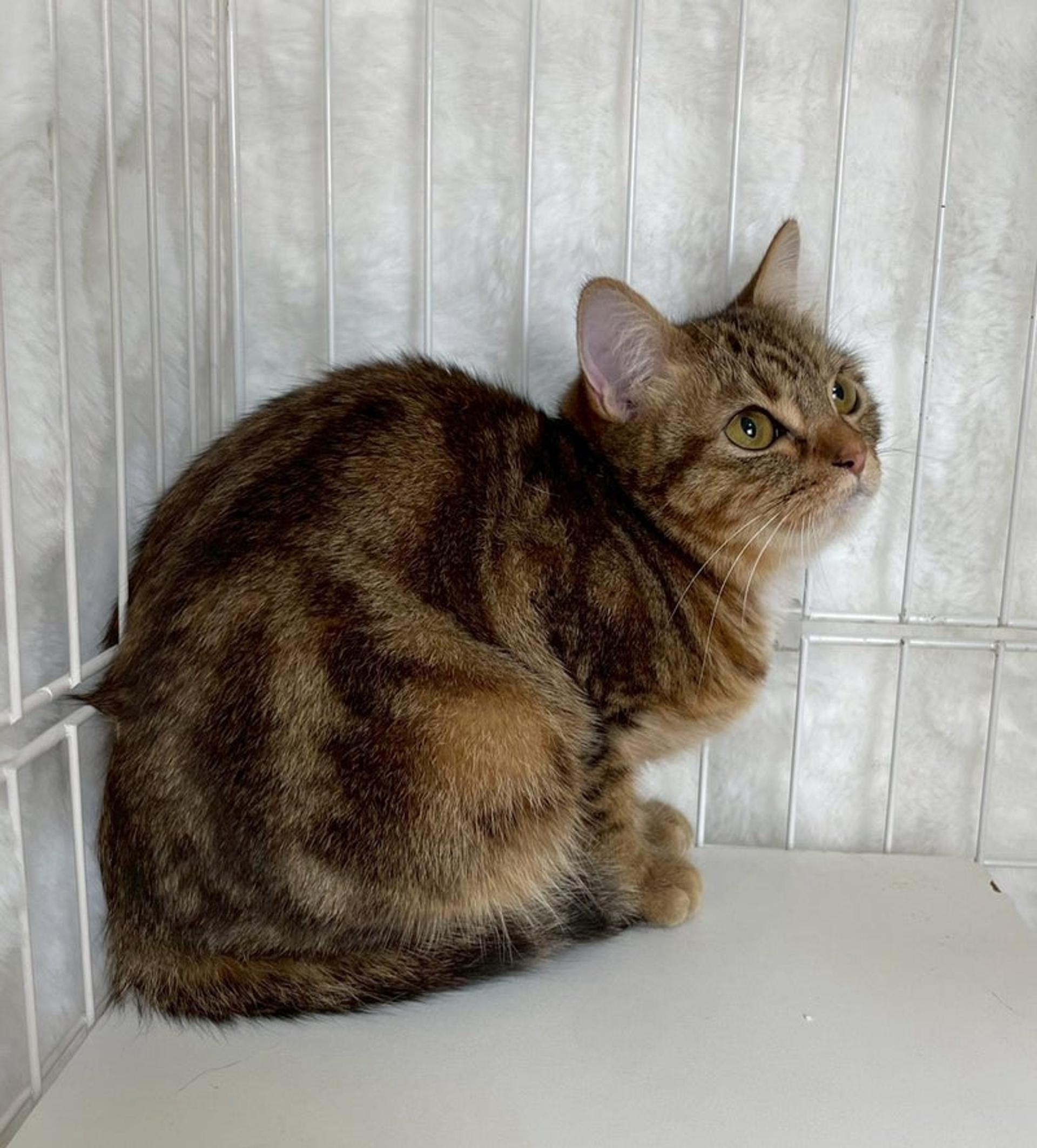 pet-image-3