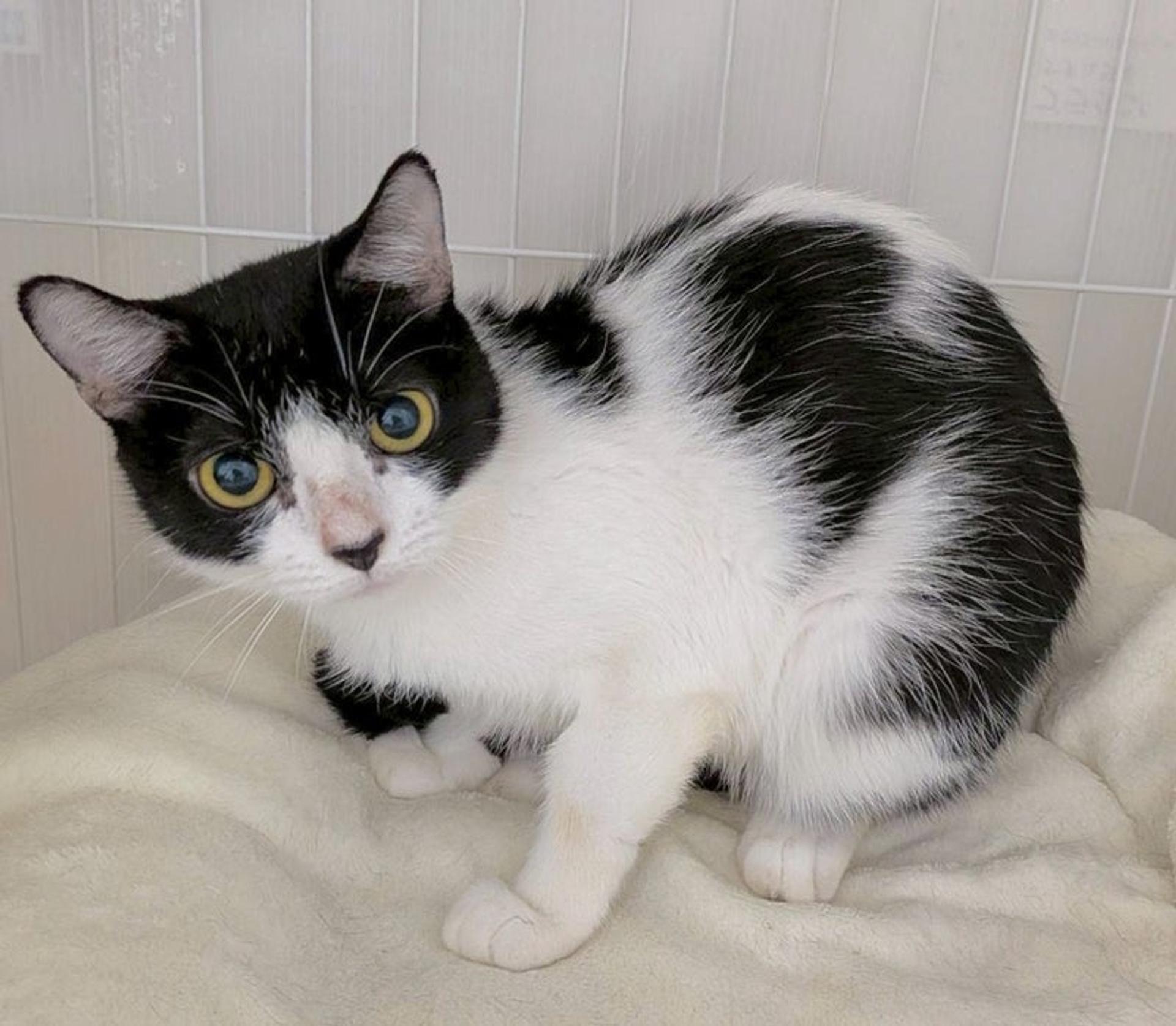pet-image-2