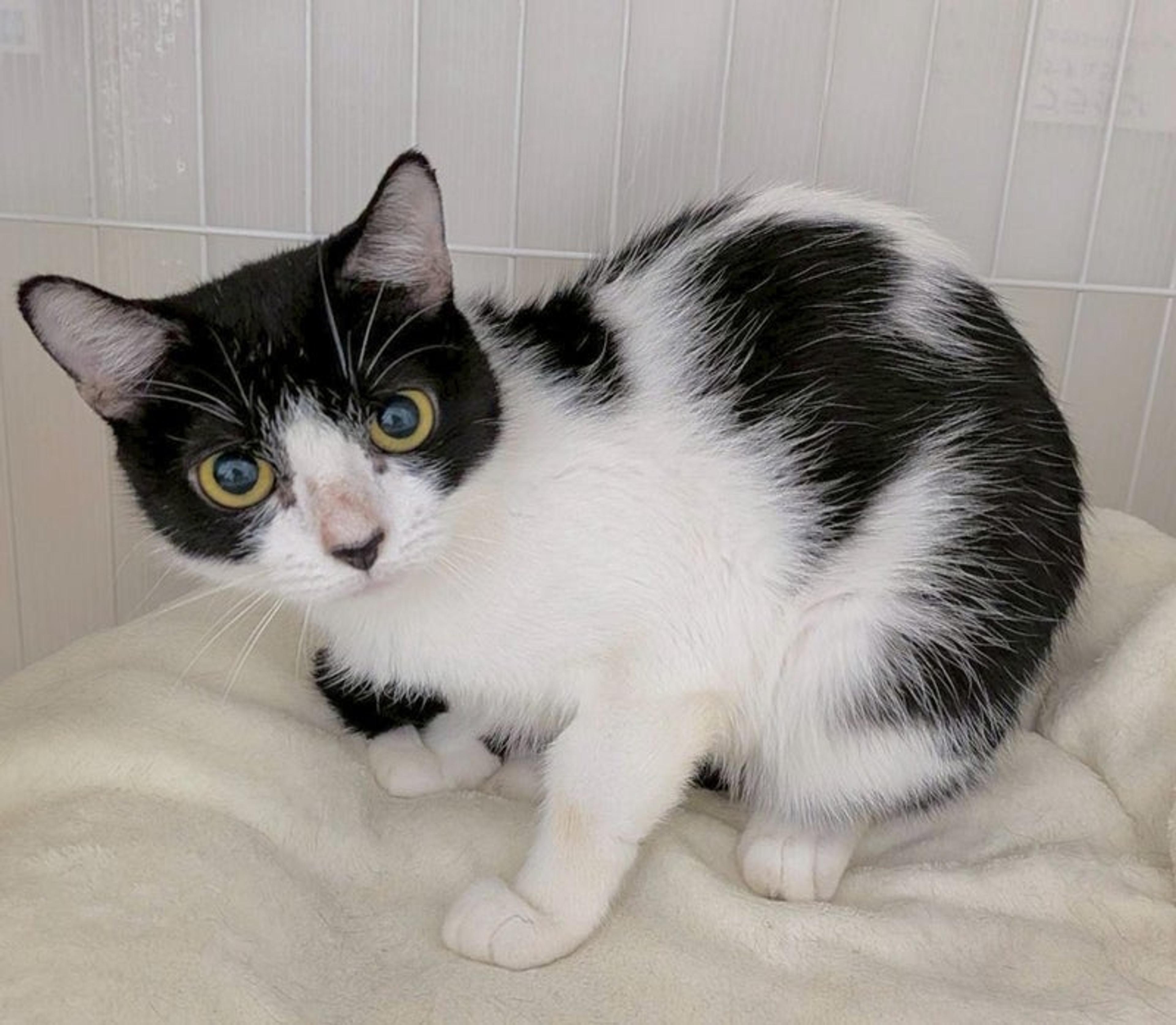 pet-image-2