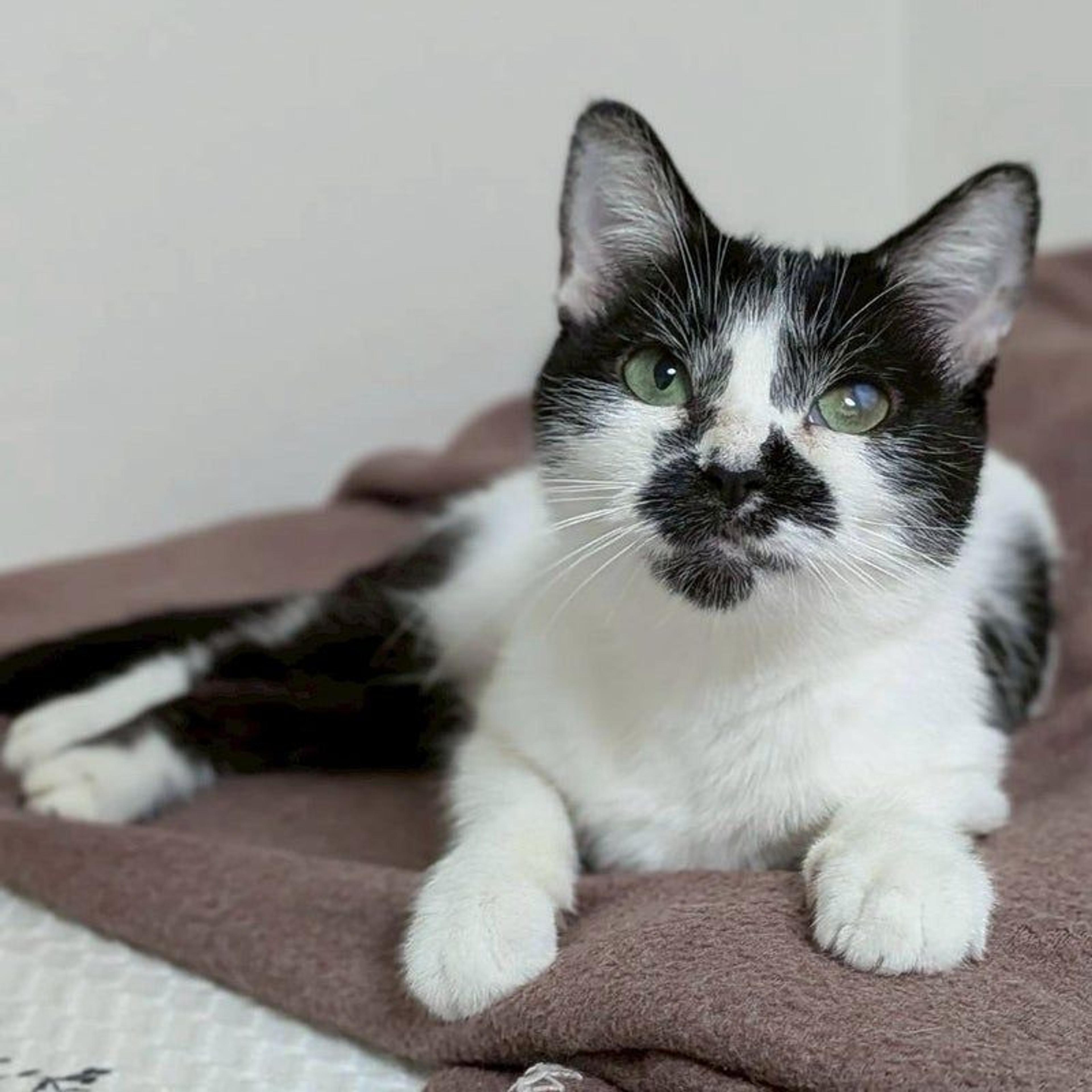 pet-image-2