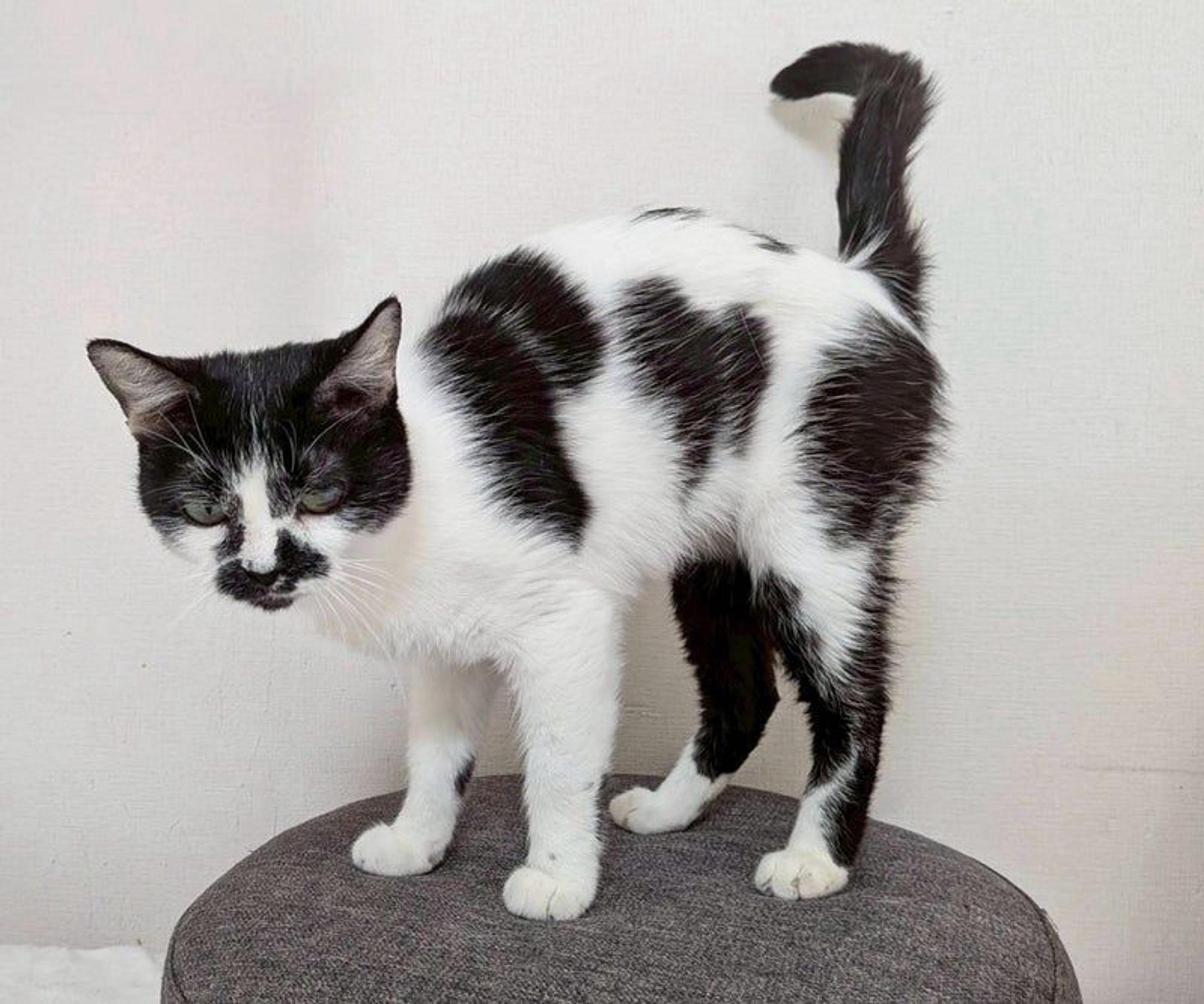 pet-image-3
