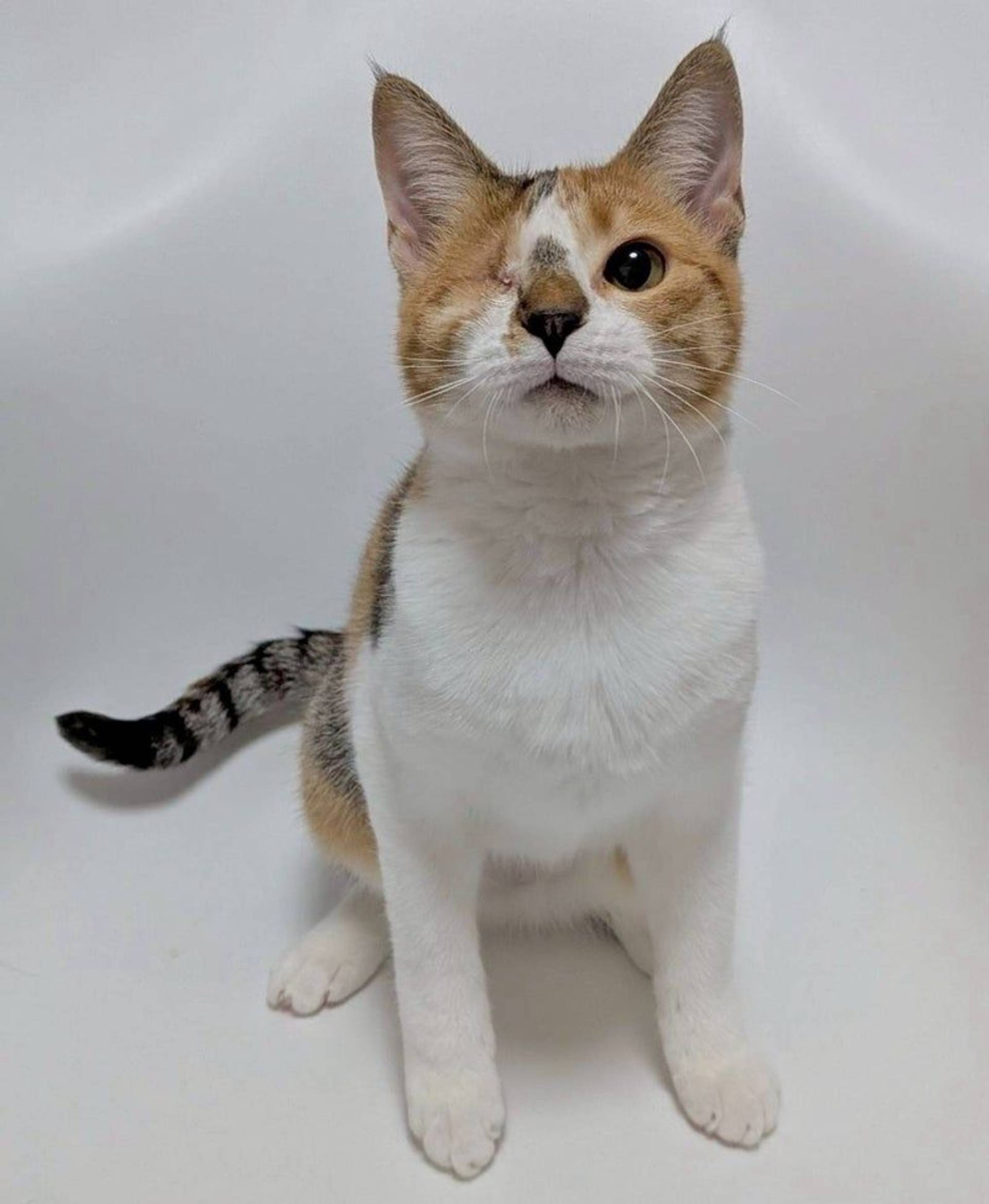 雑種（ミックス猫）・メスの里親募集の写真