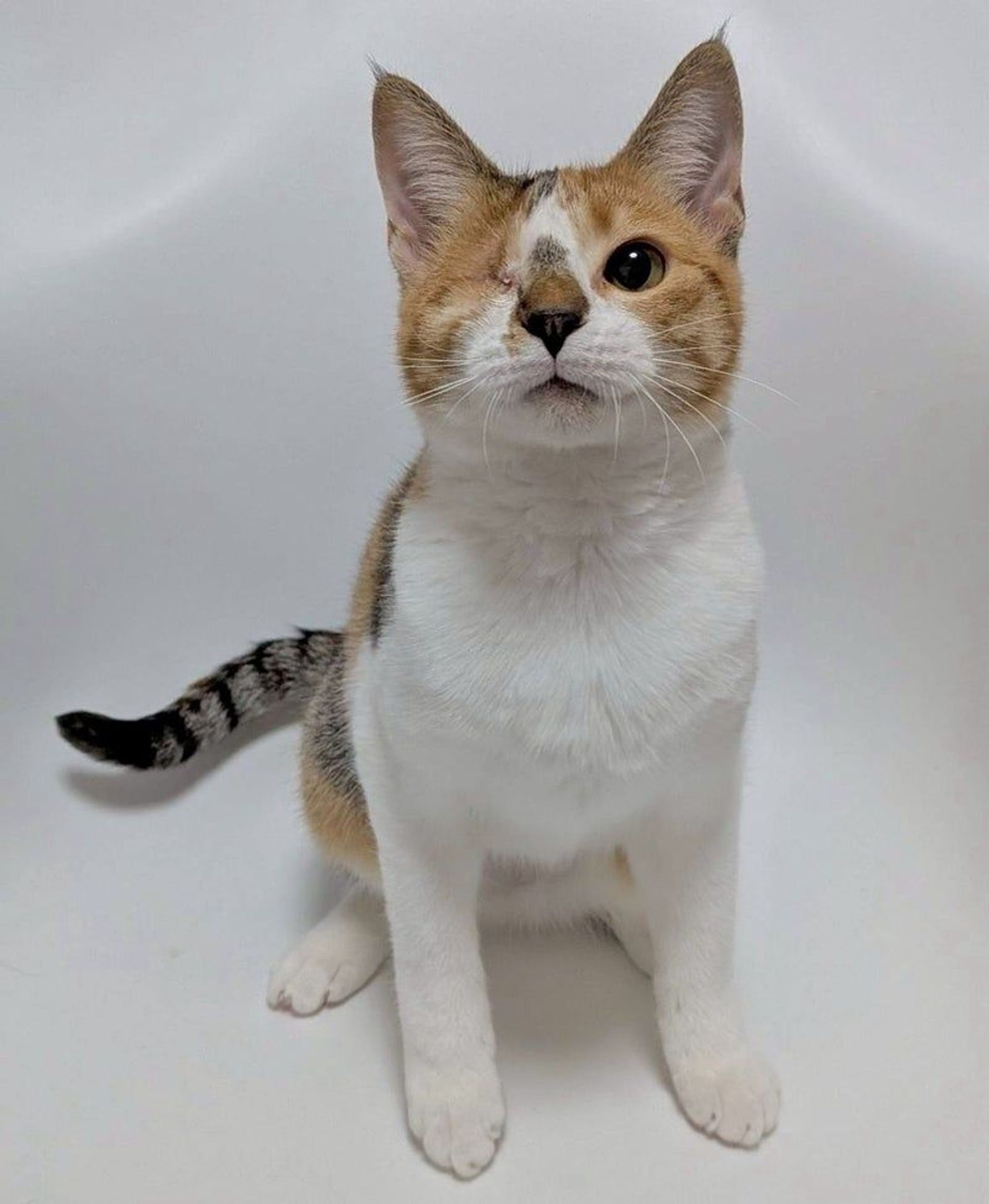 雑種（ミックス猫）・メスの里親募集の写真