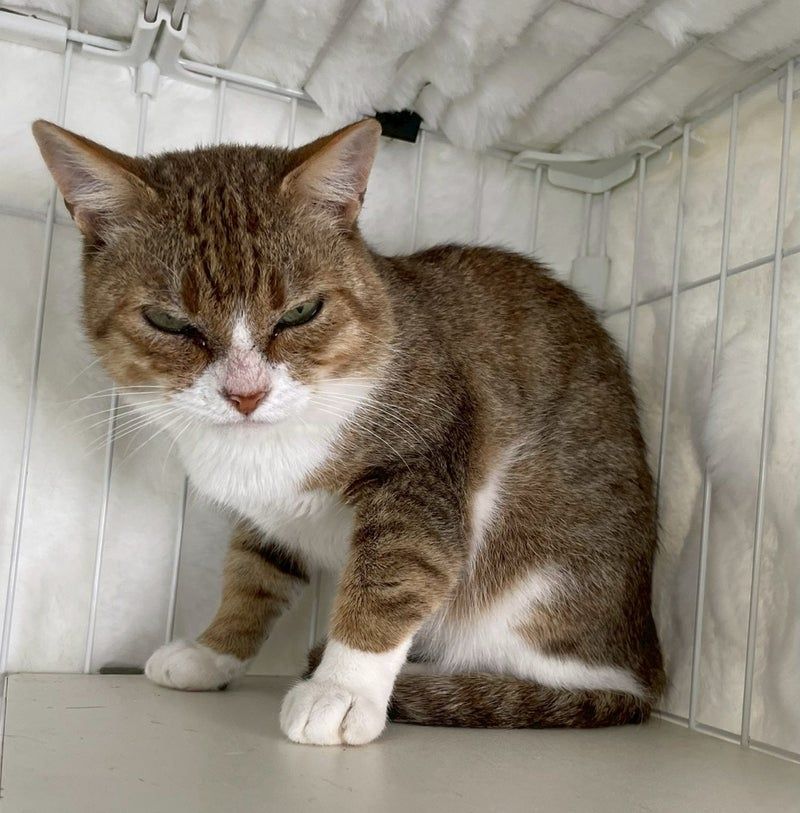 人が大好き！甘々な猫ちゃん | 雑種（ミックス猫） | NPO法人 府中猫の