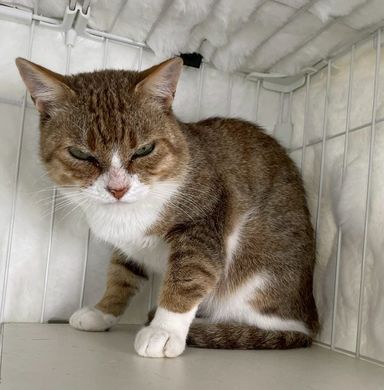 雑種（ミックス猫）・オスの里親募集の写真