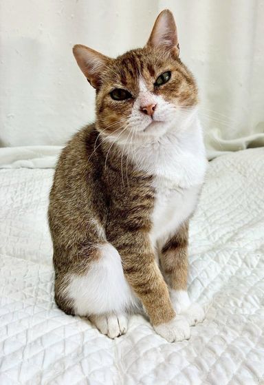 ゴルゴ(ベーグル)の写真