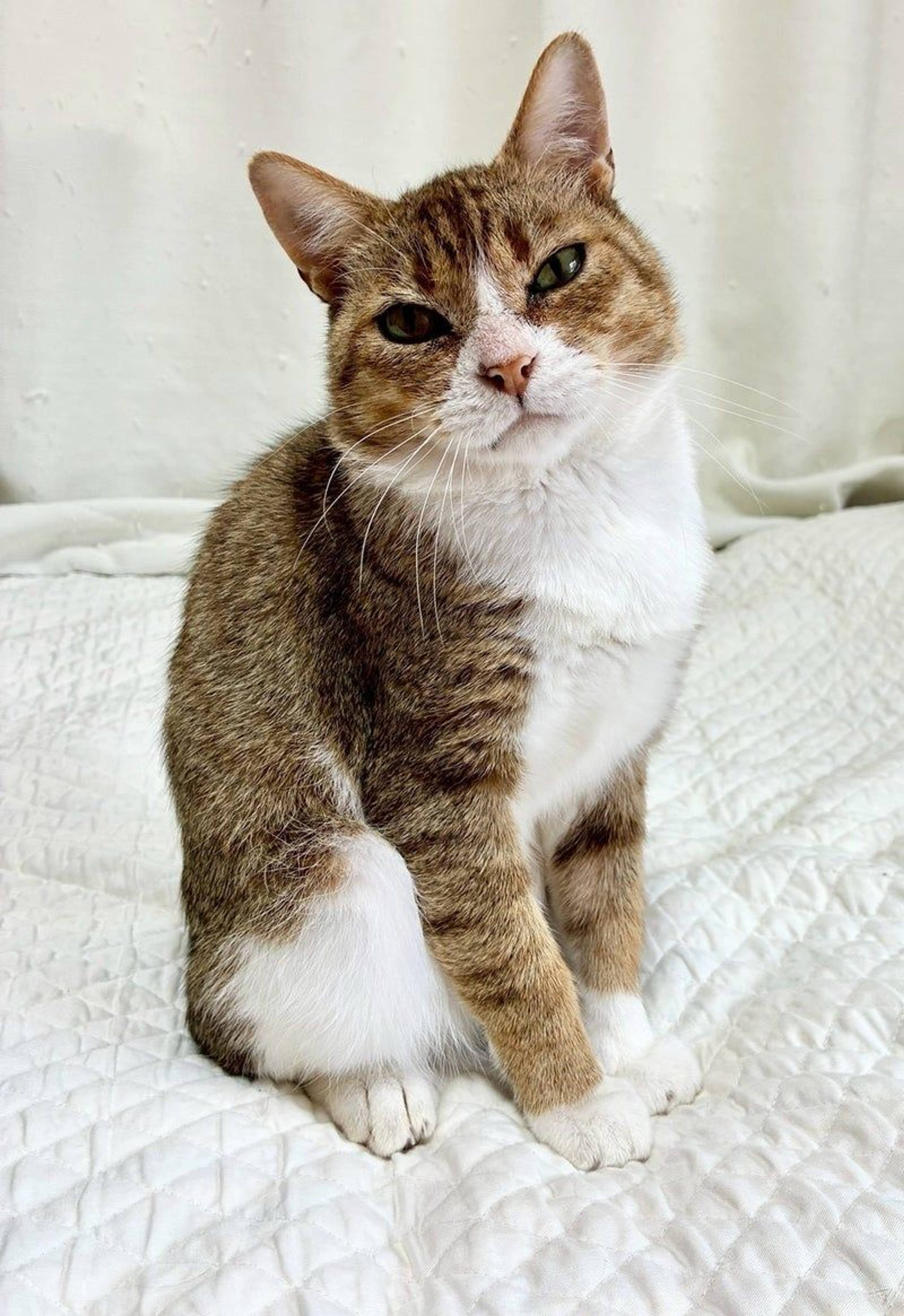 雑種（ミックス猫）・オスの里親募集の写真