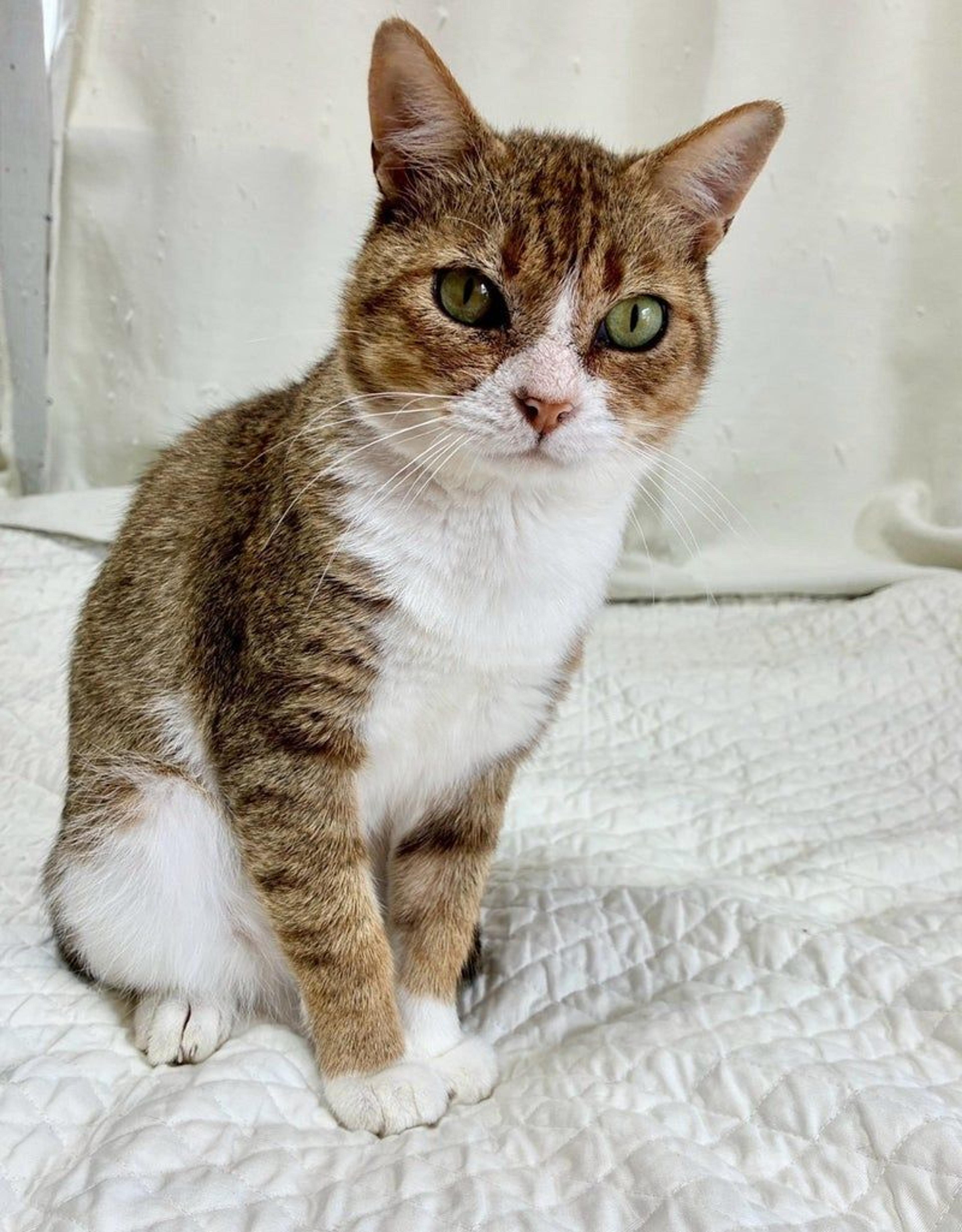 pet-image-4