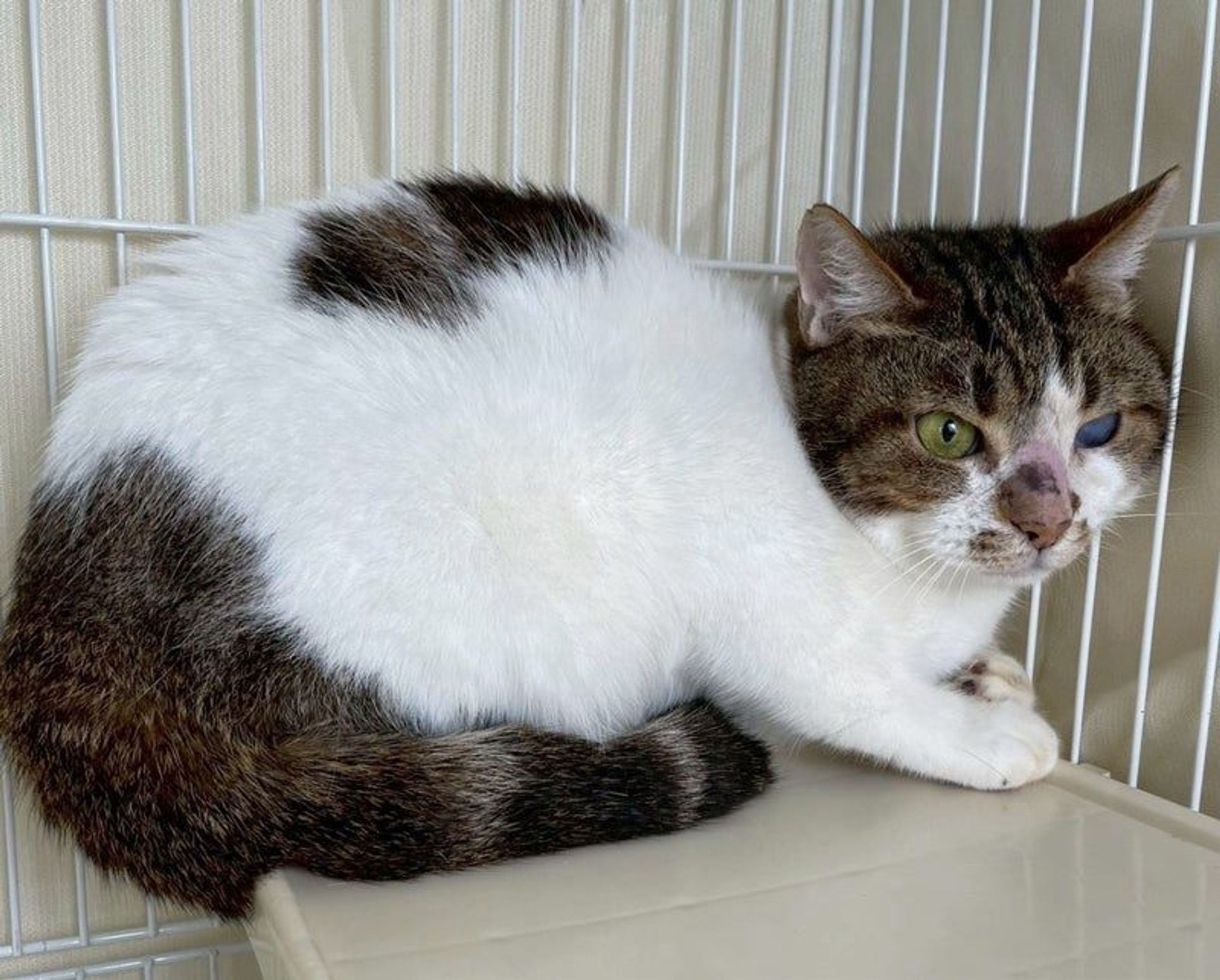 雑種（ミックス猫）・オスの里親募集の写真