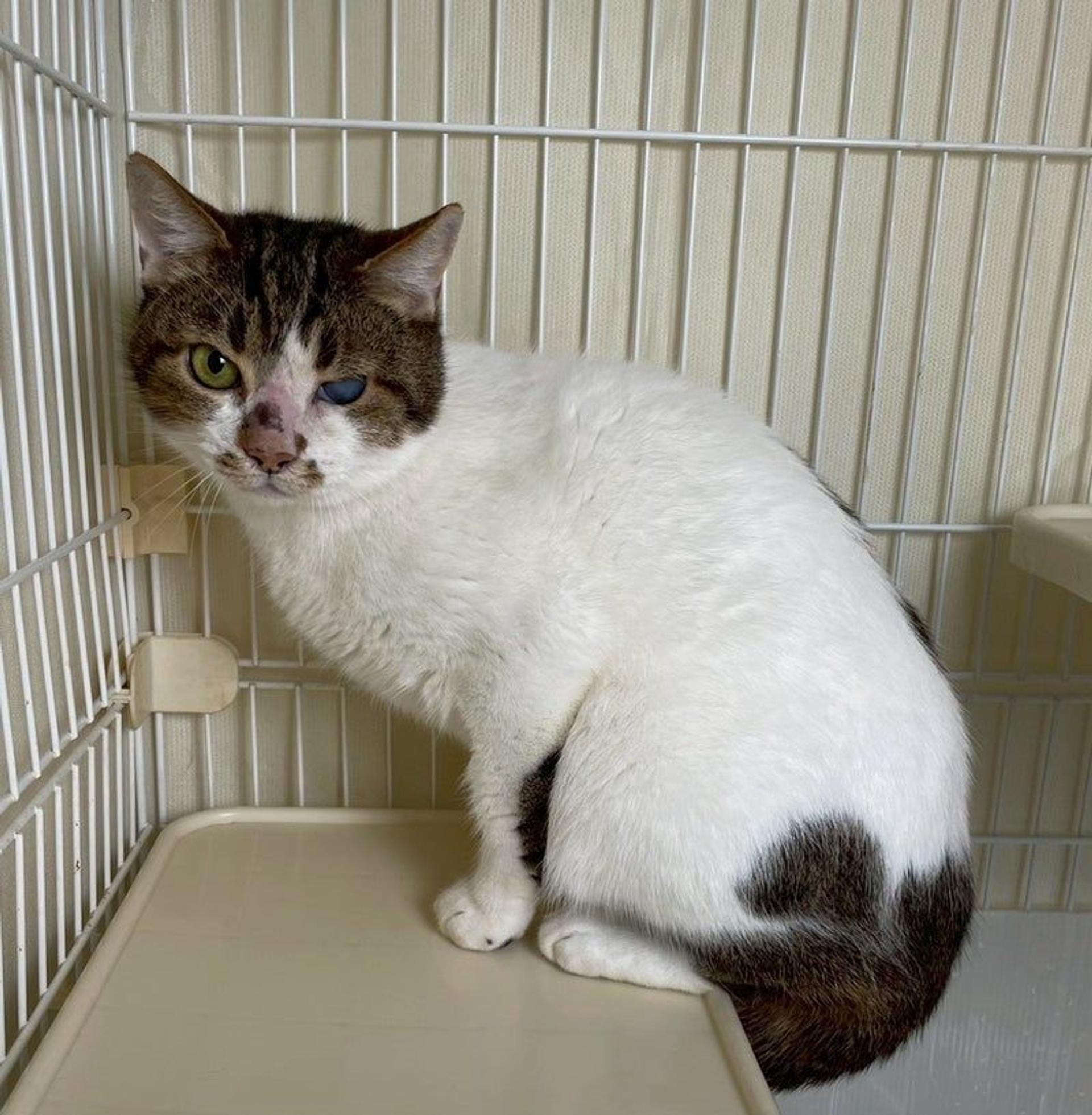 pet-image-2