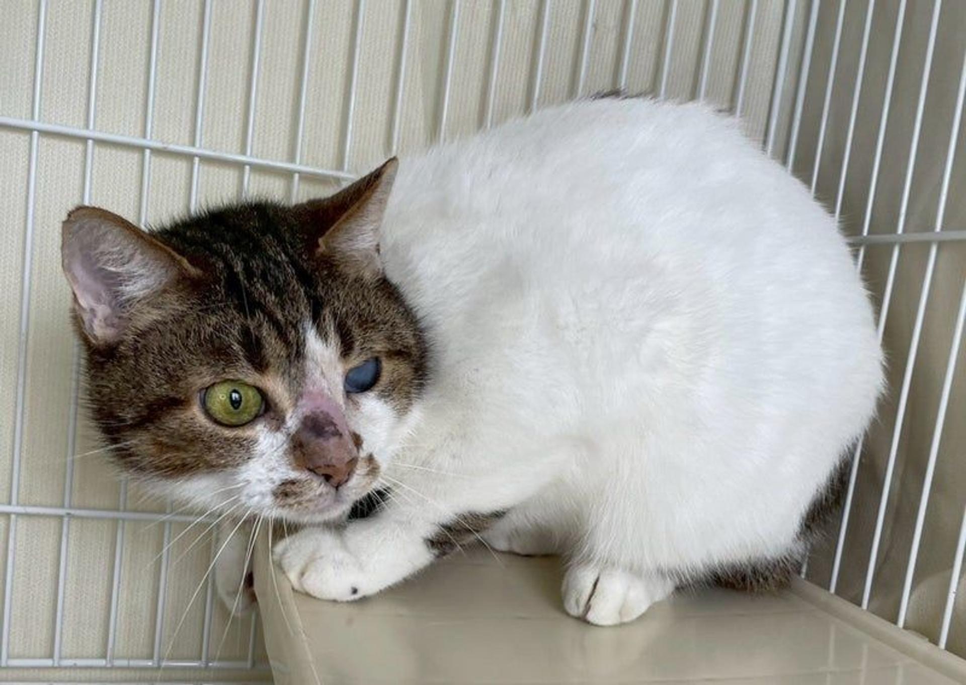 pet-image-3