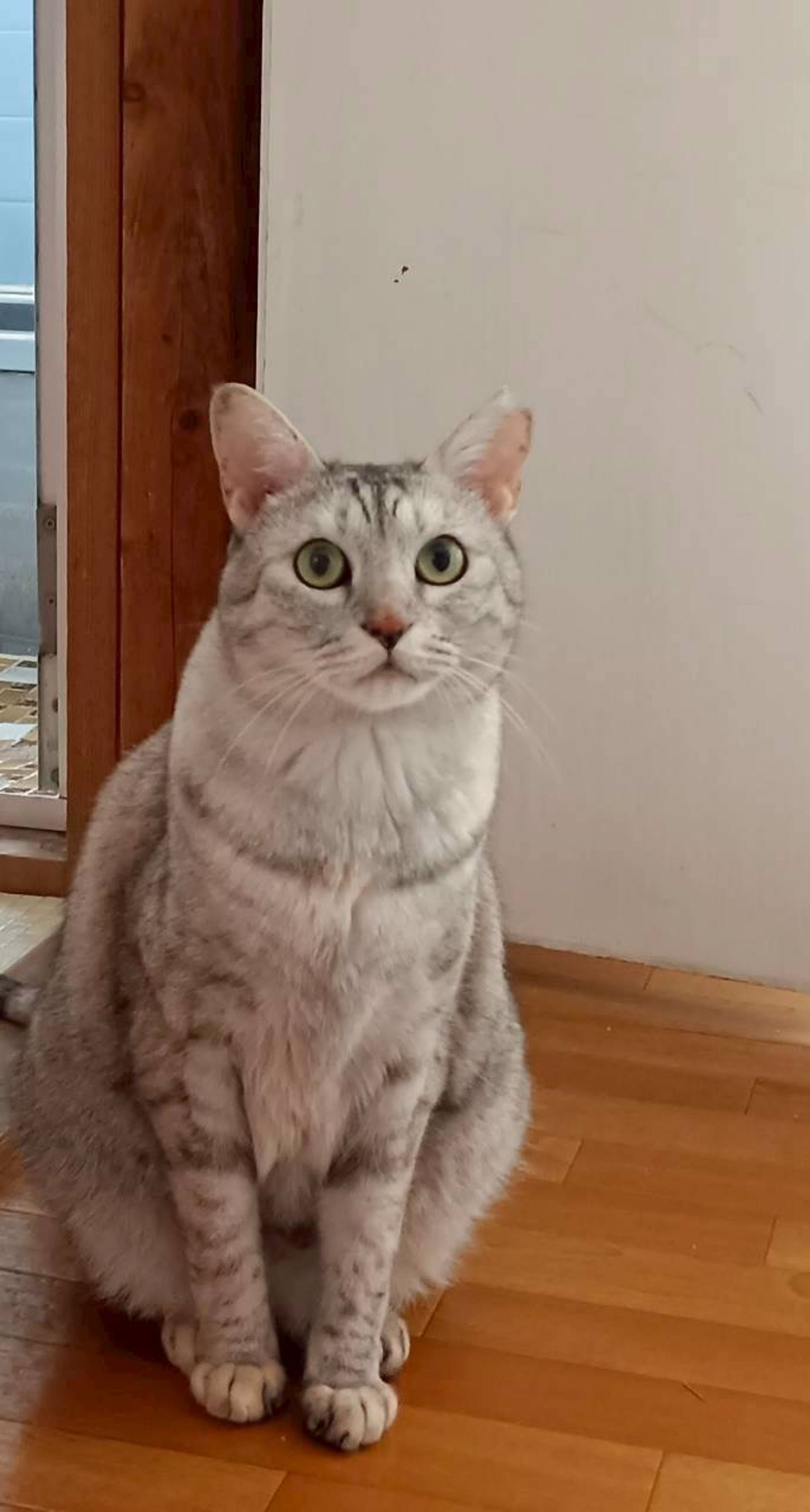 雑種（ミックス猫）・メスの里親募集の写真