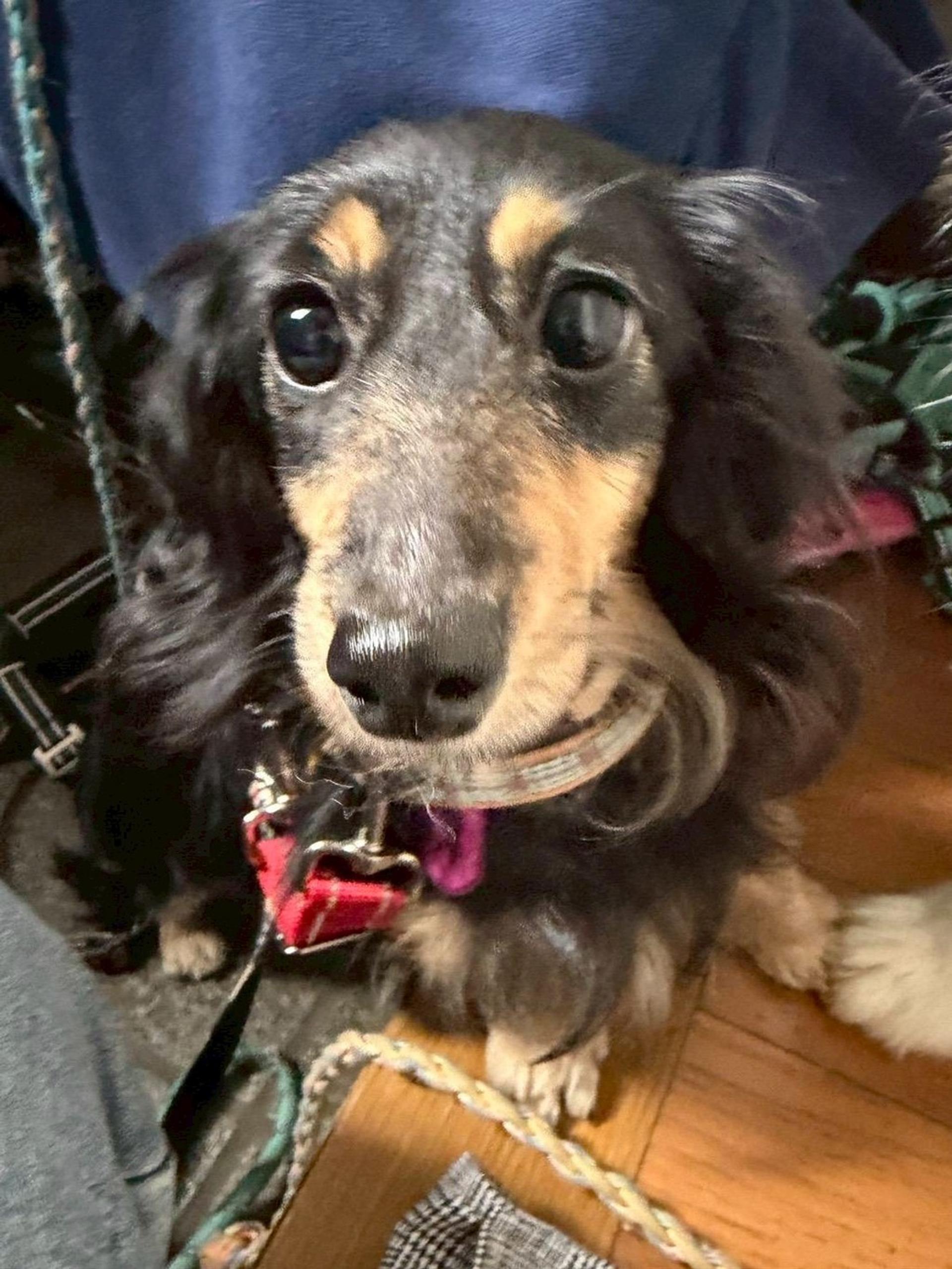 pet-image-4