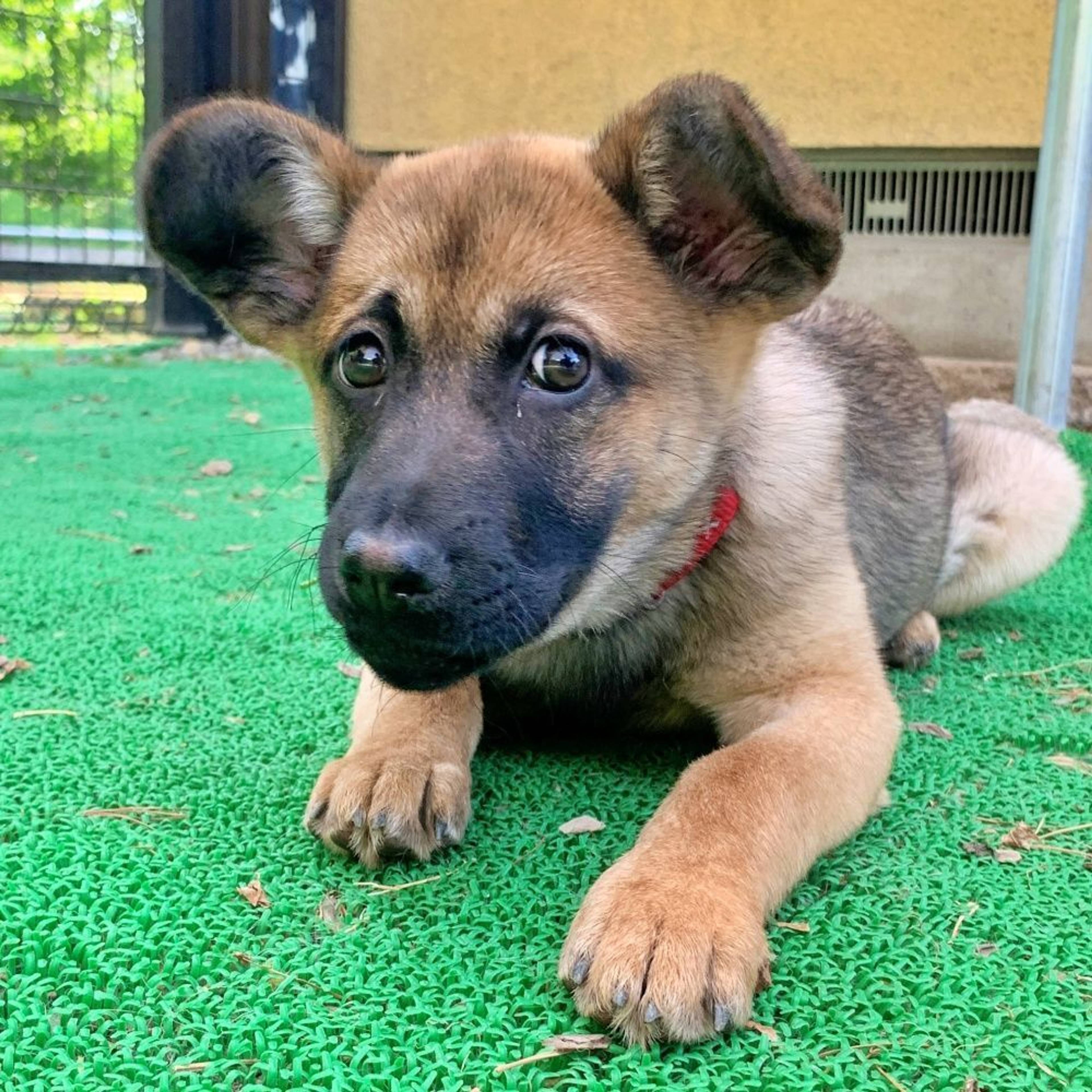 雑種（ミックス犬）・メスの里親募集の写真
