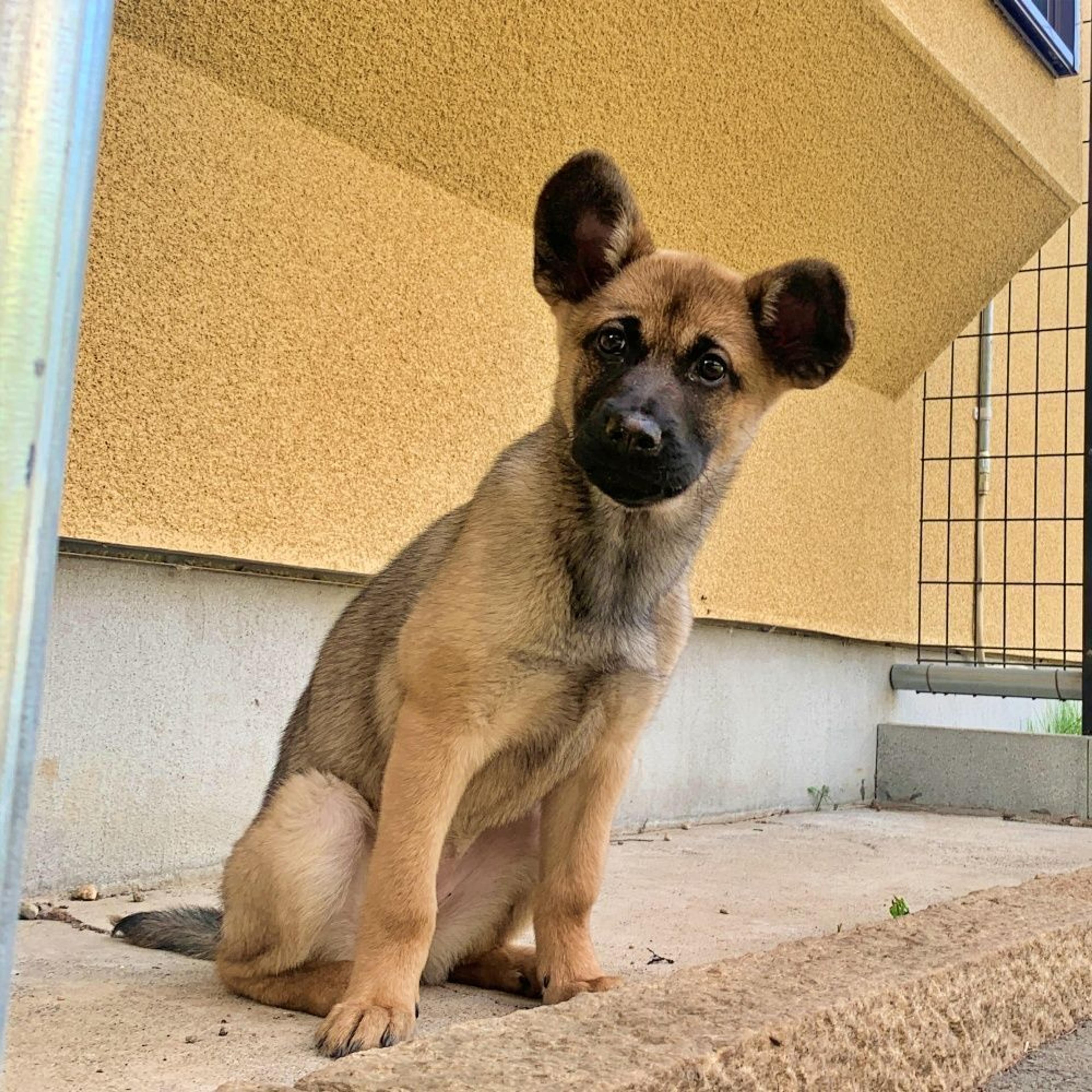 pet-image-2