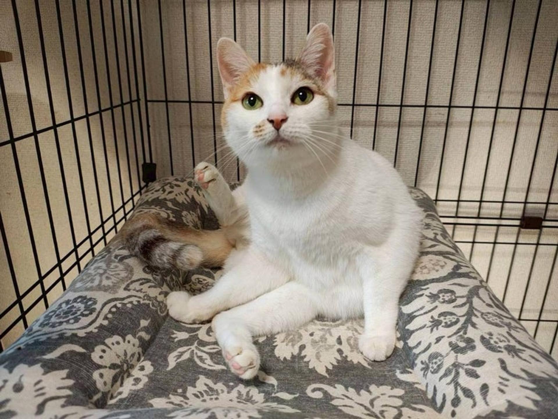 pet-image-4