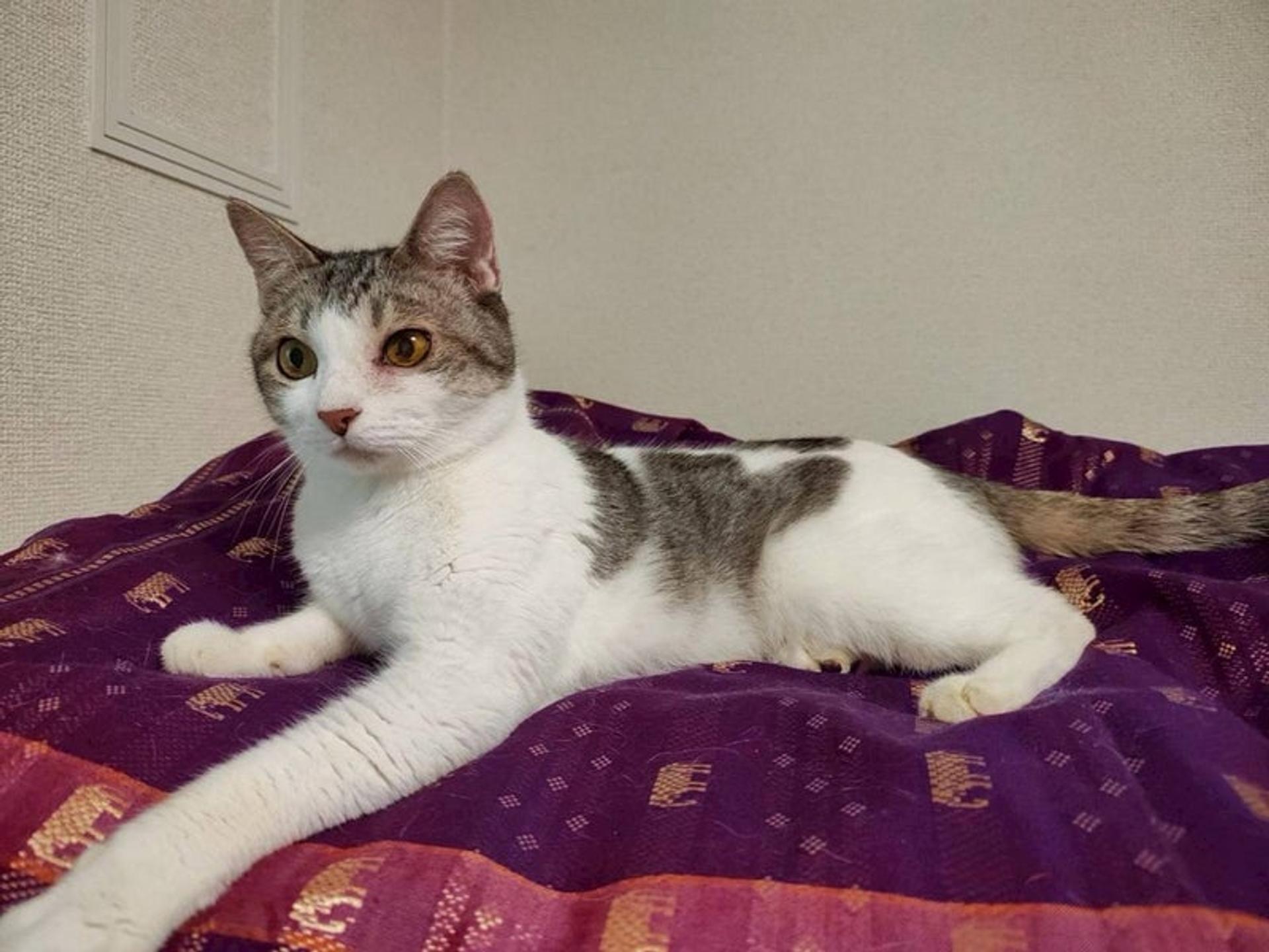 pet-image-3