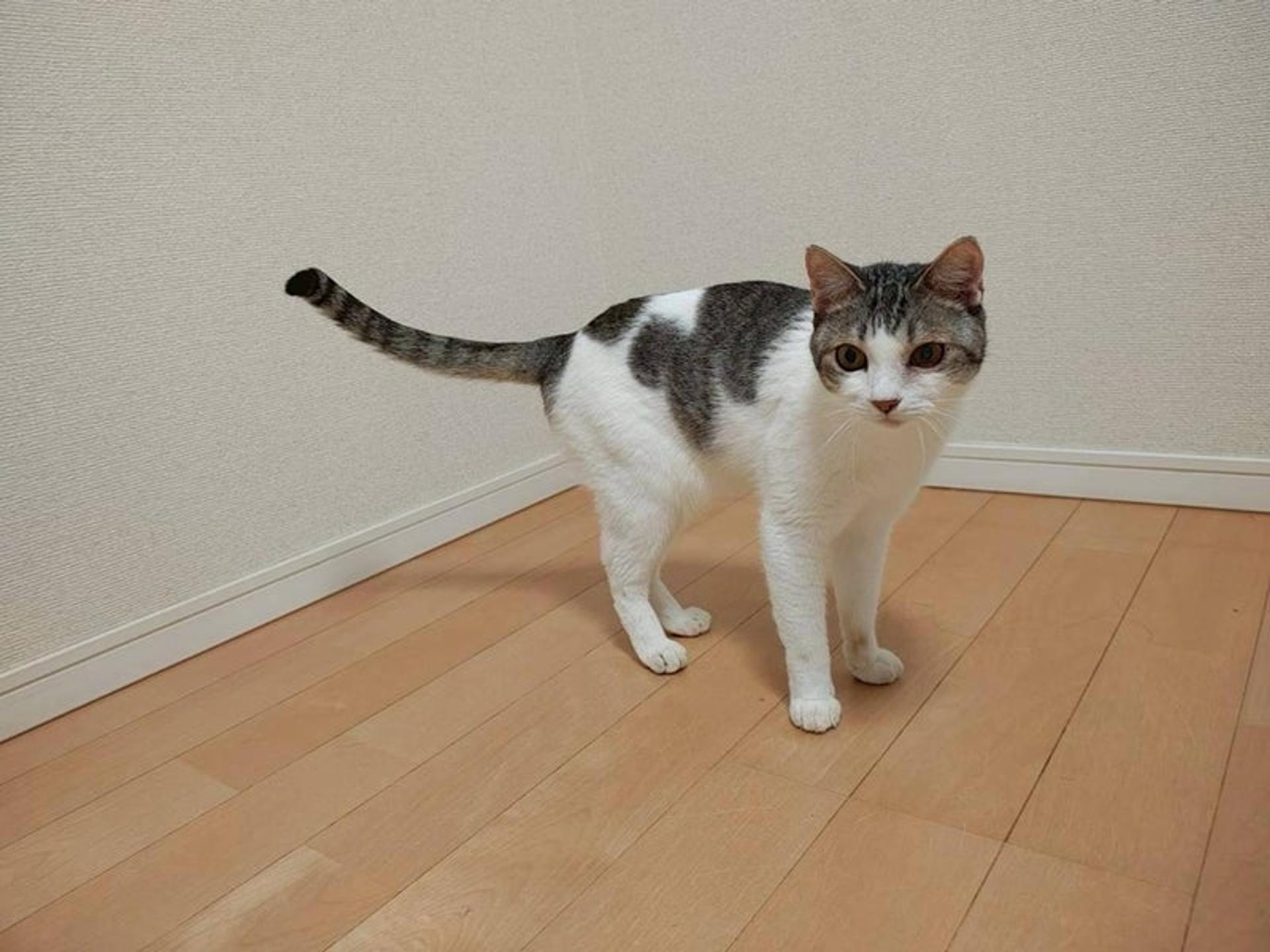 pet-image-4