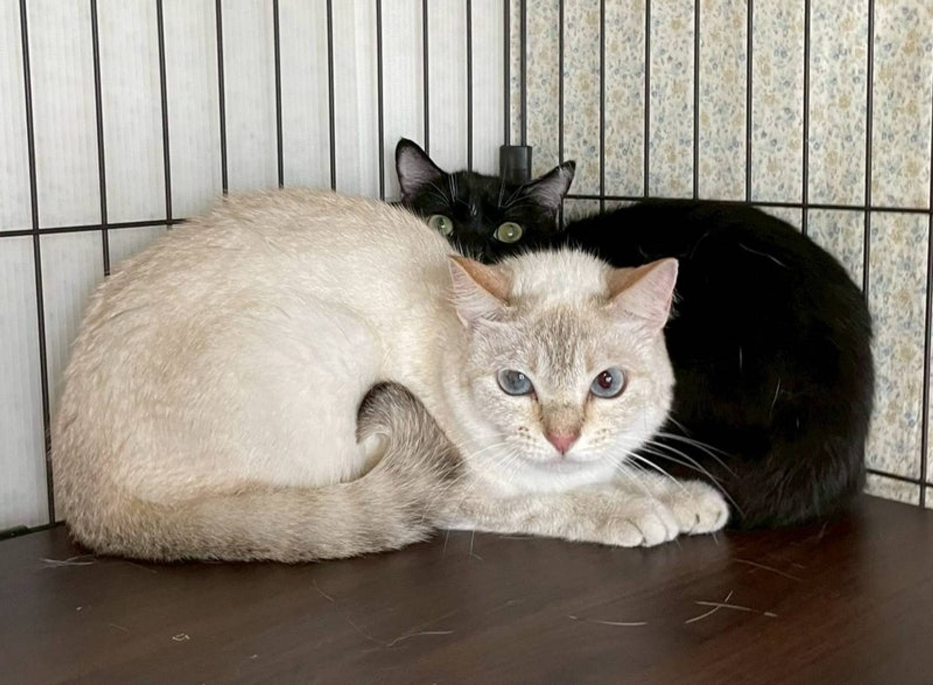 雑種（ミックス猫）・メスの里親募集の写真