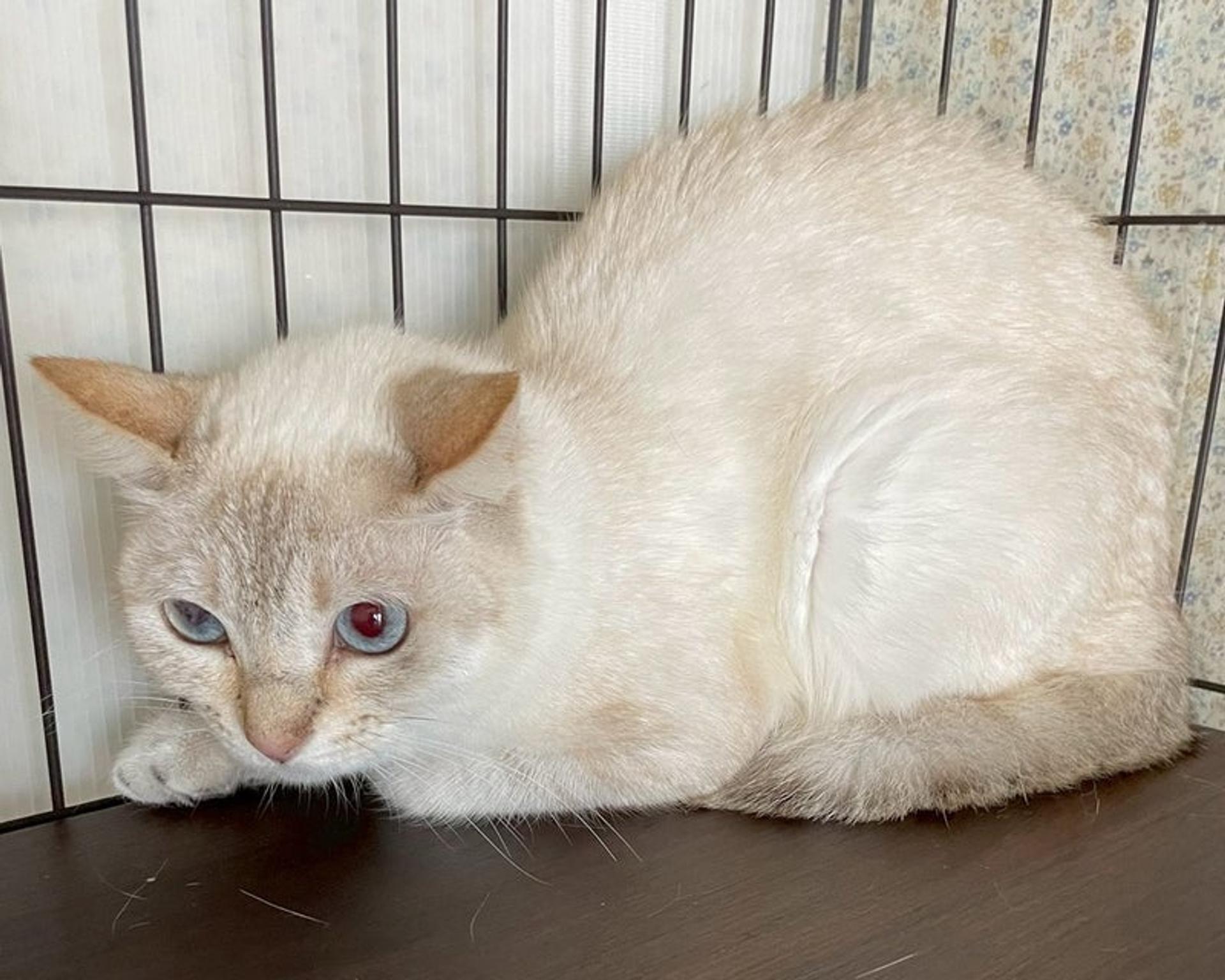 pet-image-2