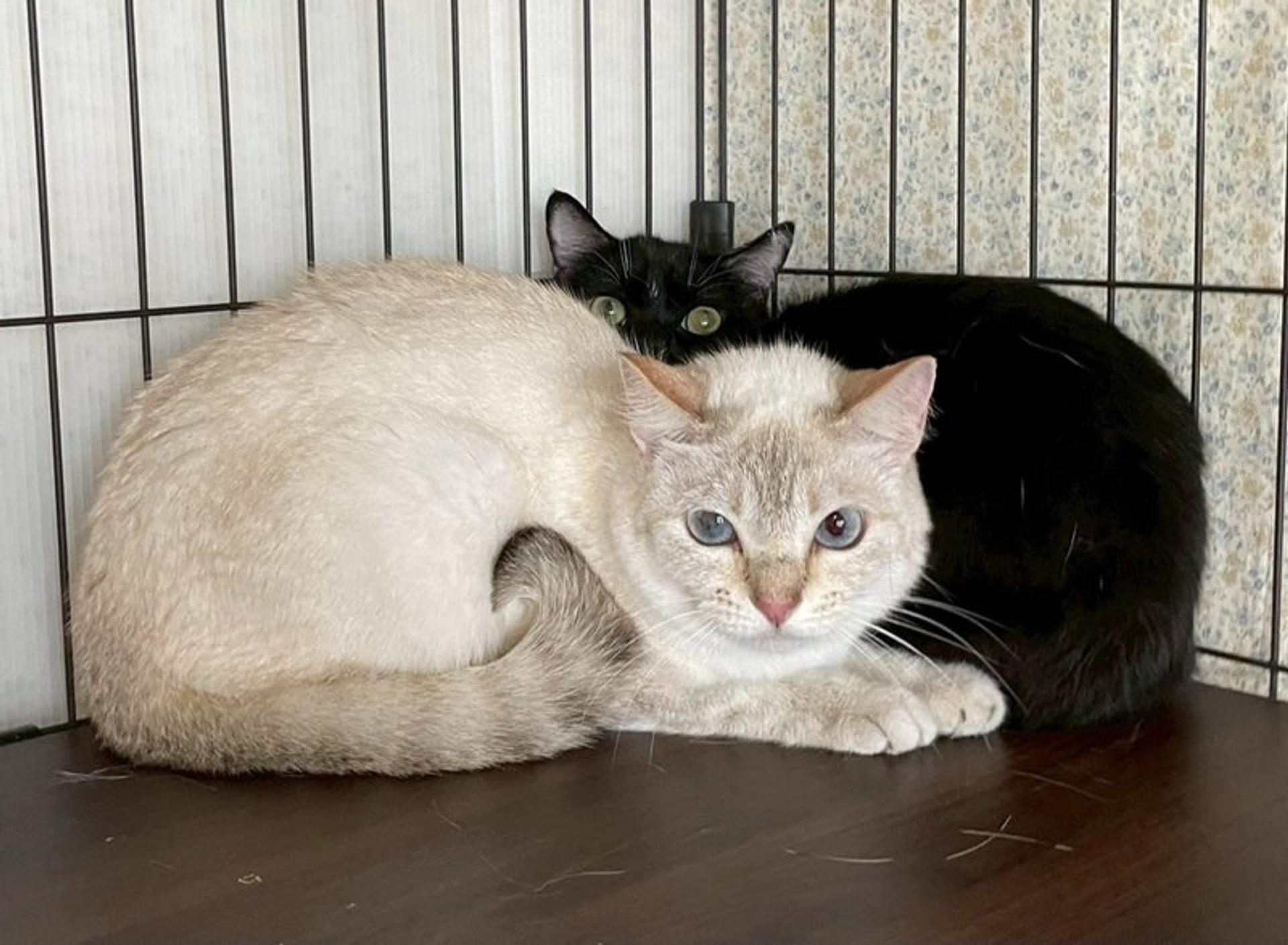 pet-image-4