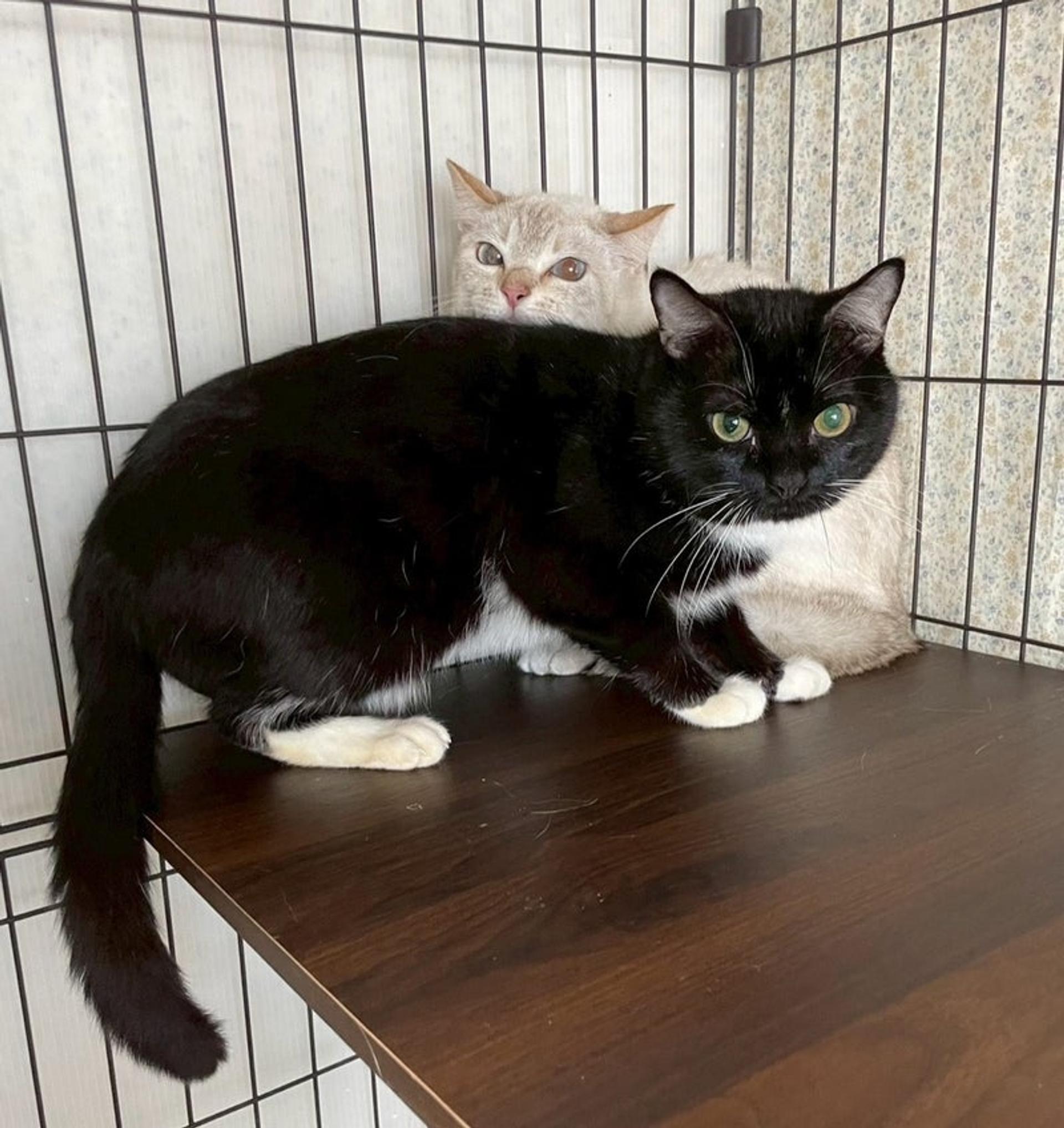pet-image-4