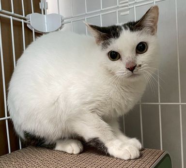雑種（ミックス猫）・メスの里親募集の写真