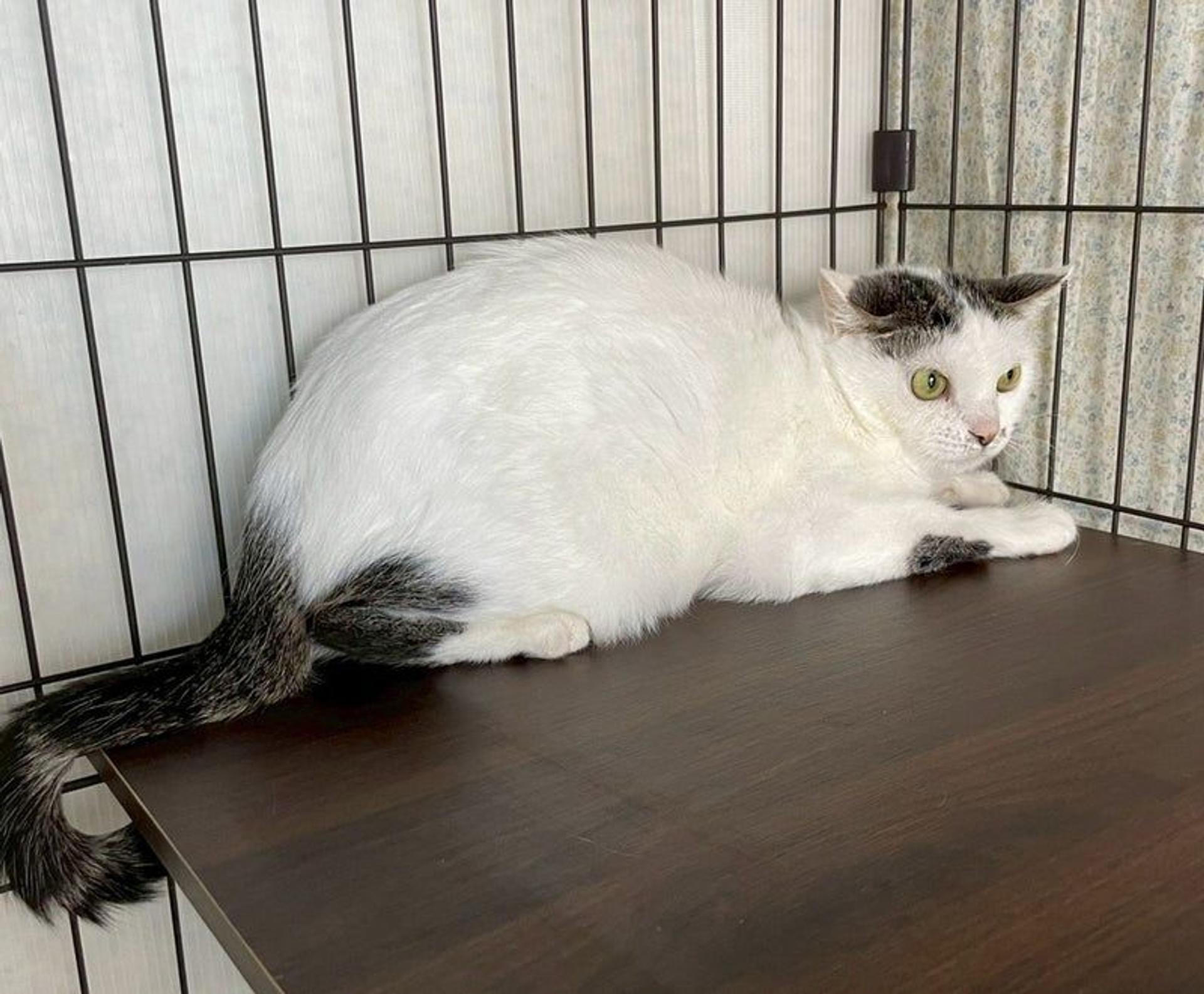 pet-image-4
