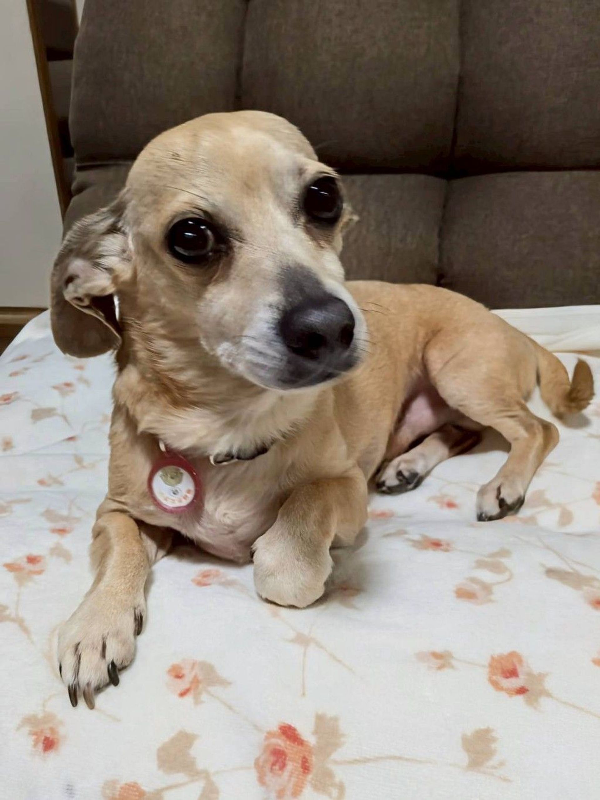 雑種（ミックス犬）・オスの里親募集の写真