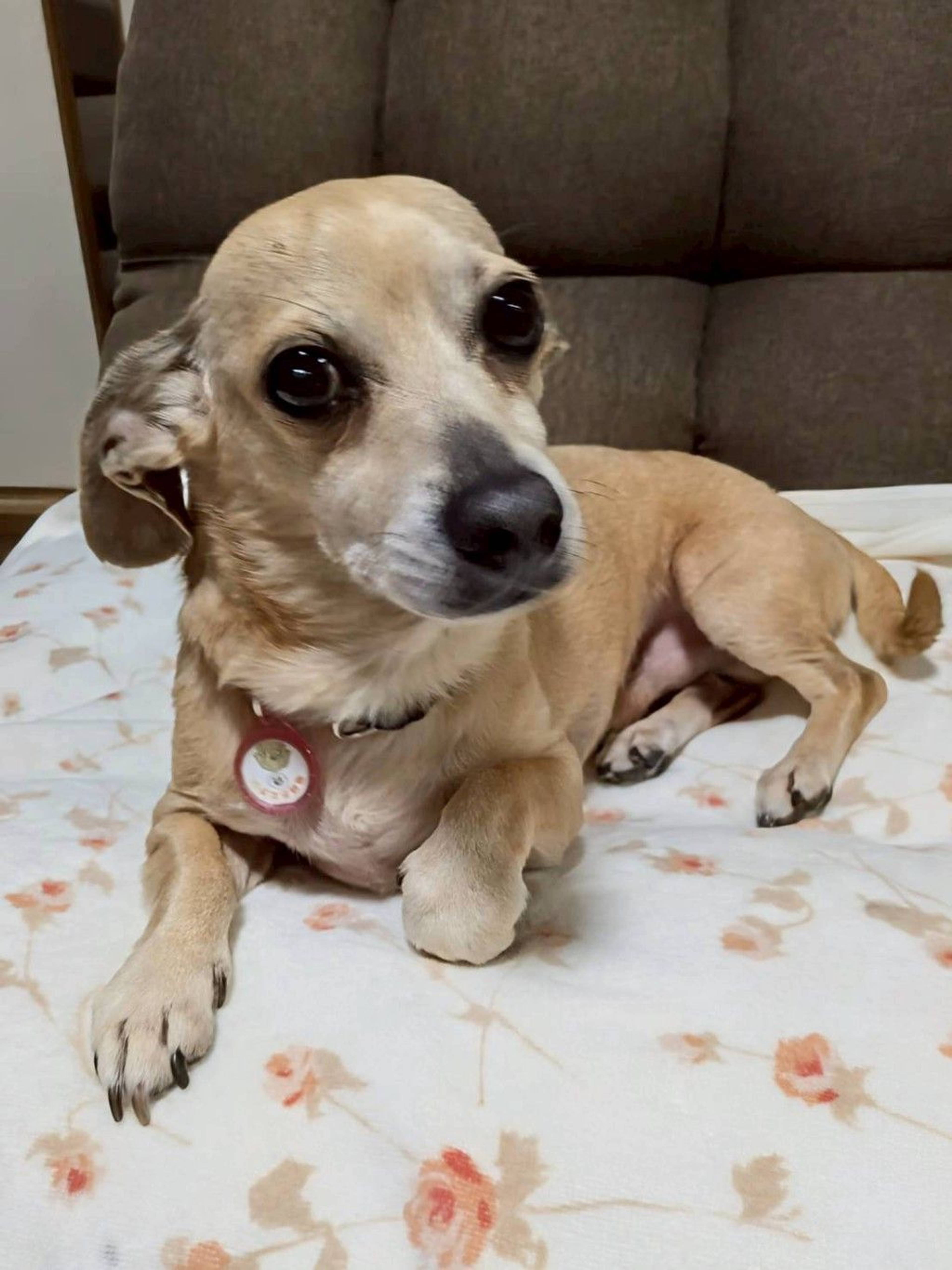雑種（ミックス犬）・オスの里親募集の写真