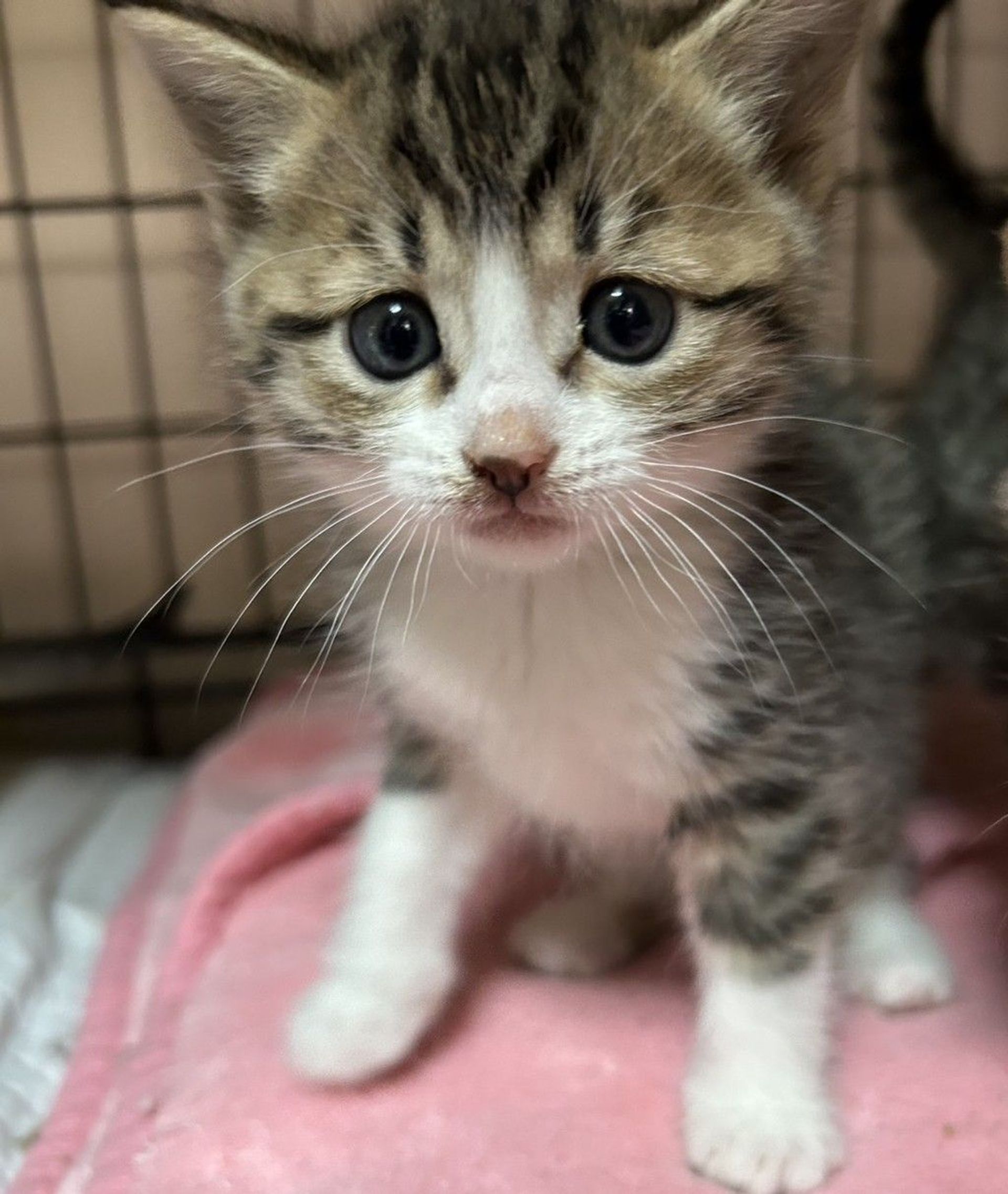 雑種（ミックス猫）・メスの里親募集の写真