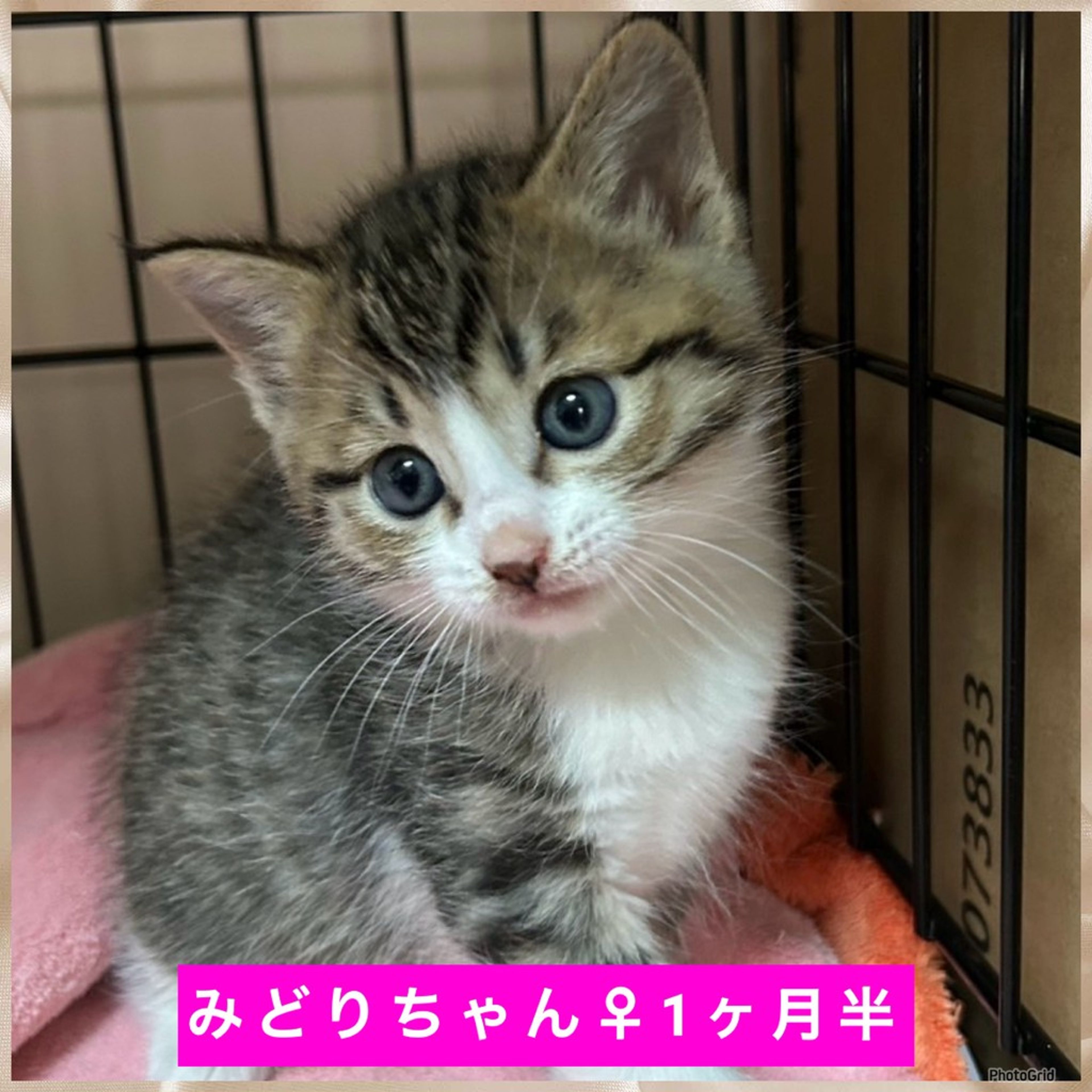 pet-image-6