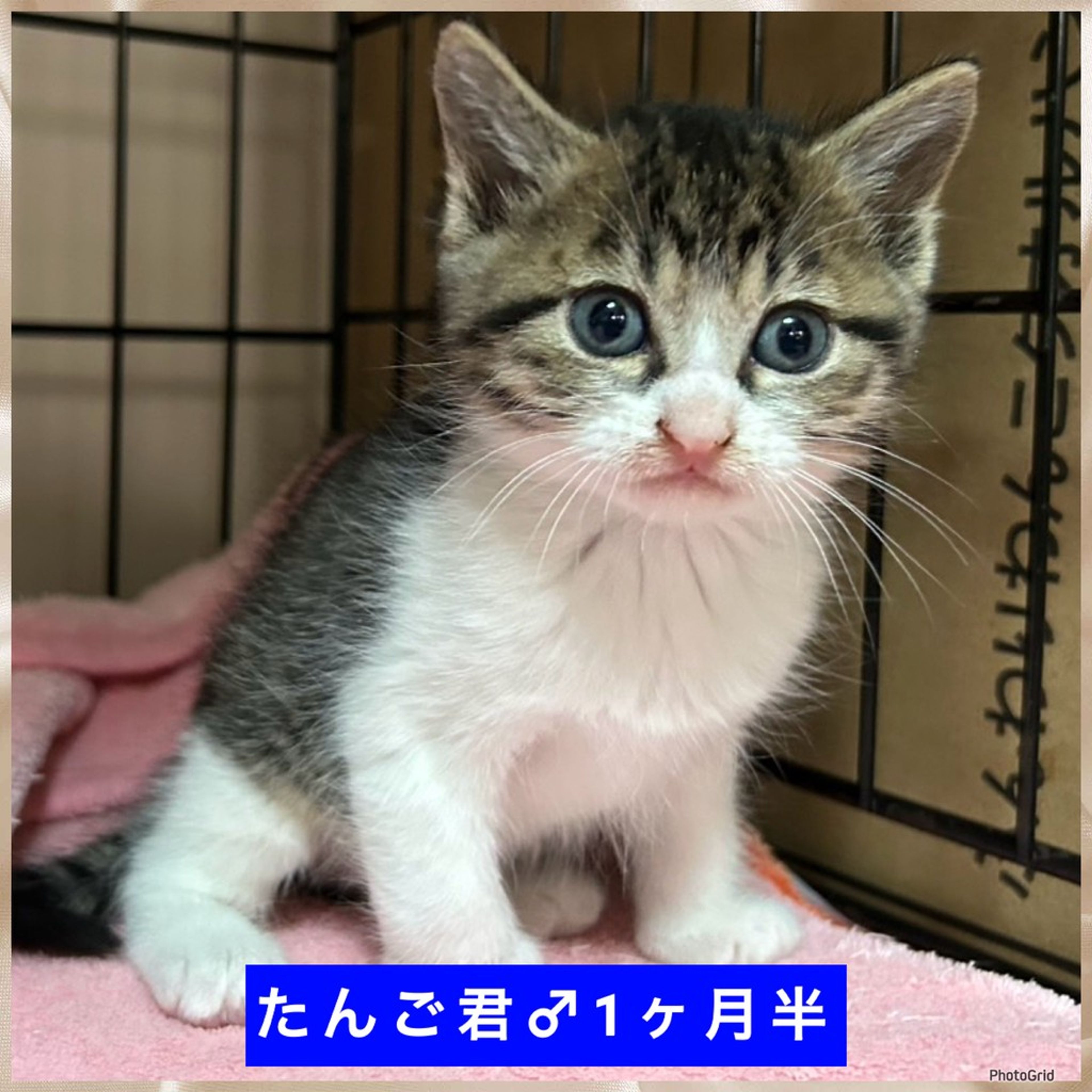 pet-image-7