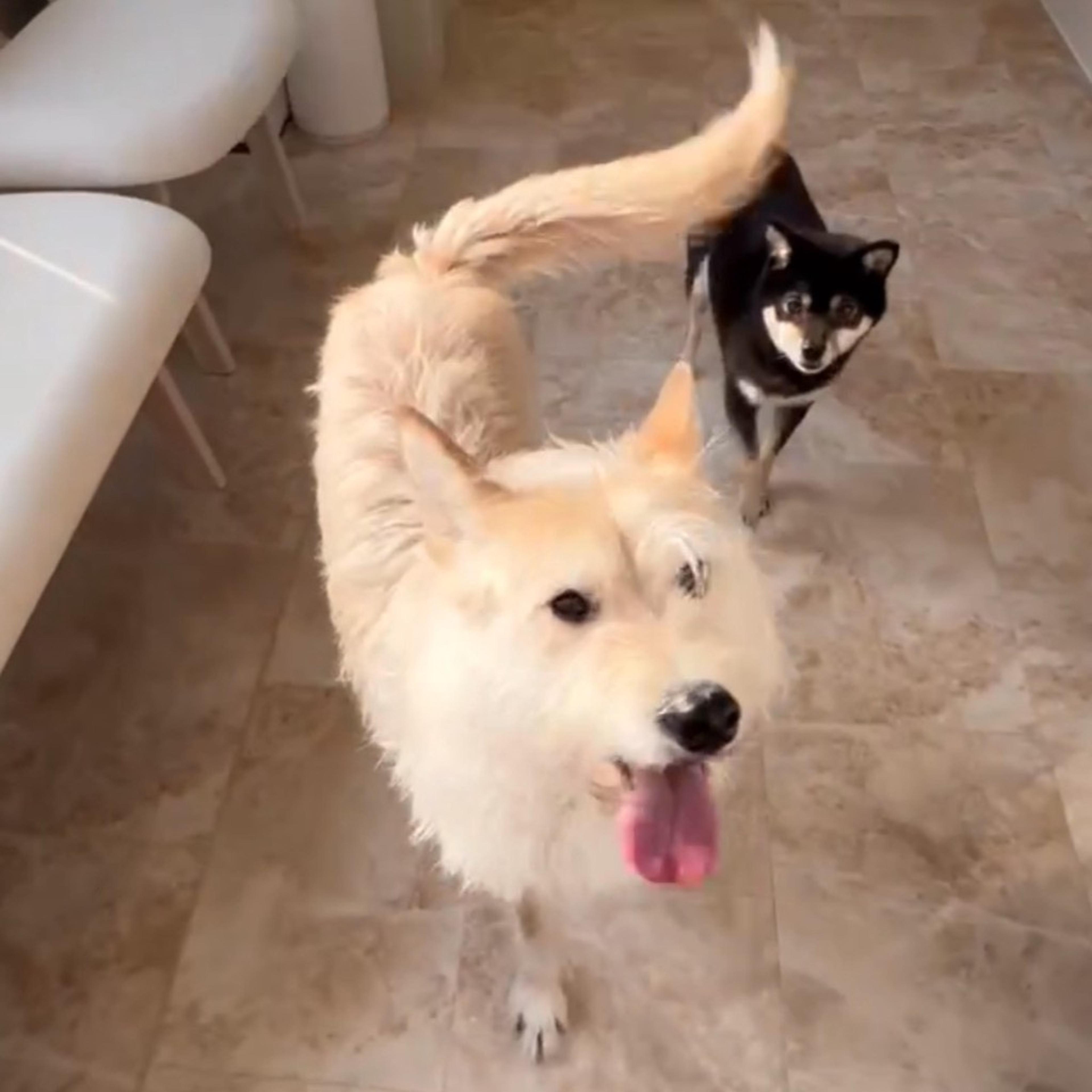 pet-image-4