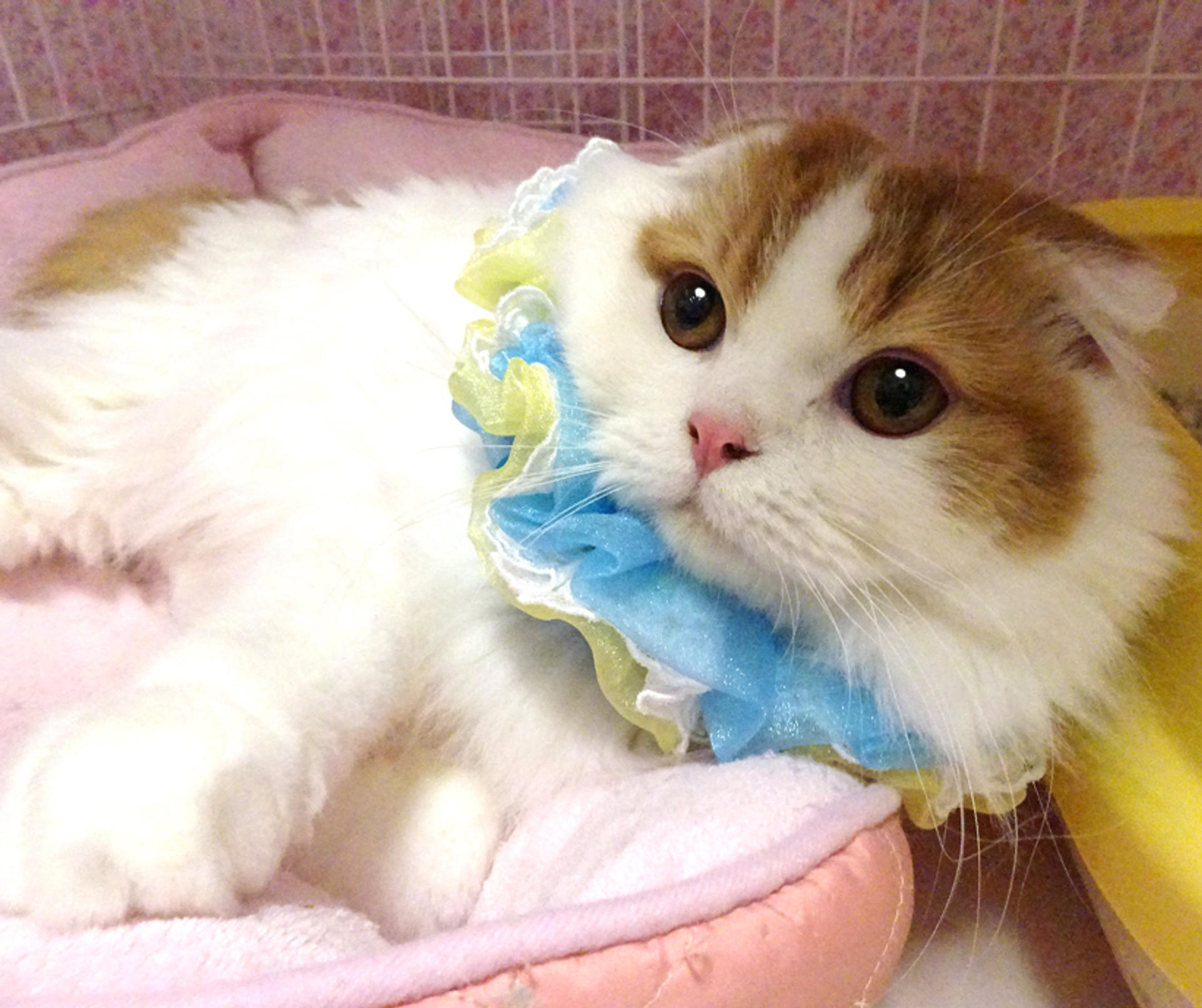 pet-image-2